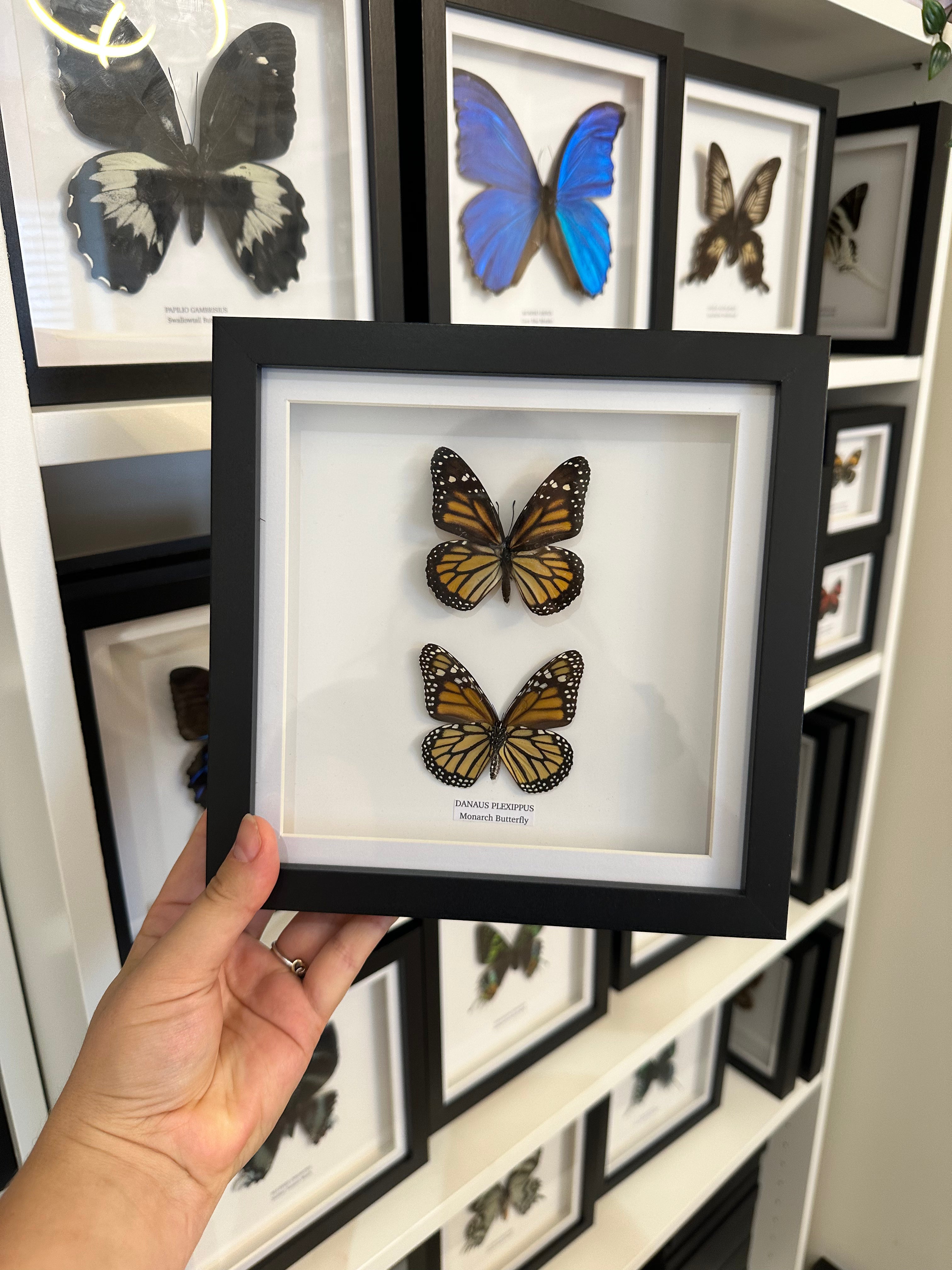Sale | One Offs | Rare Pieces | Butterflies | Moths | Bugs