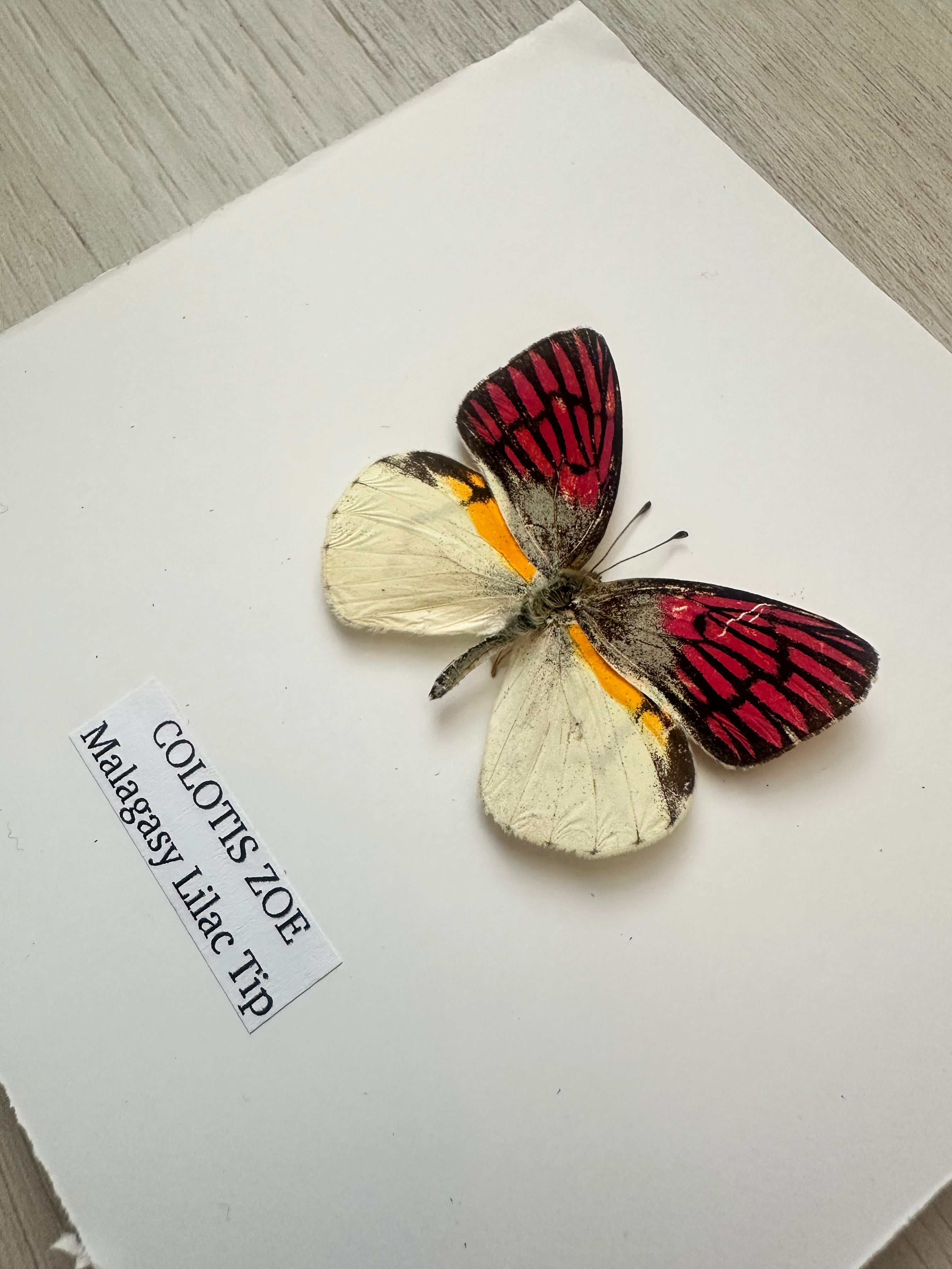 Colotis Zoe