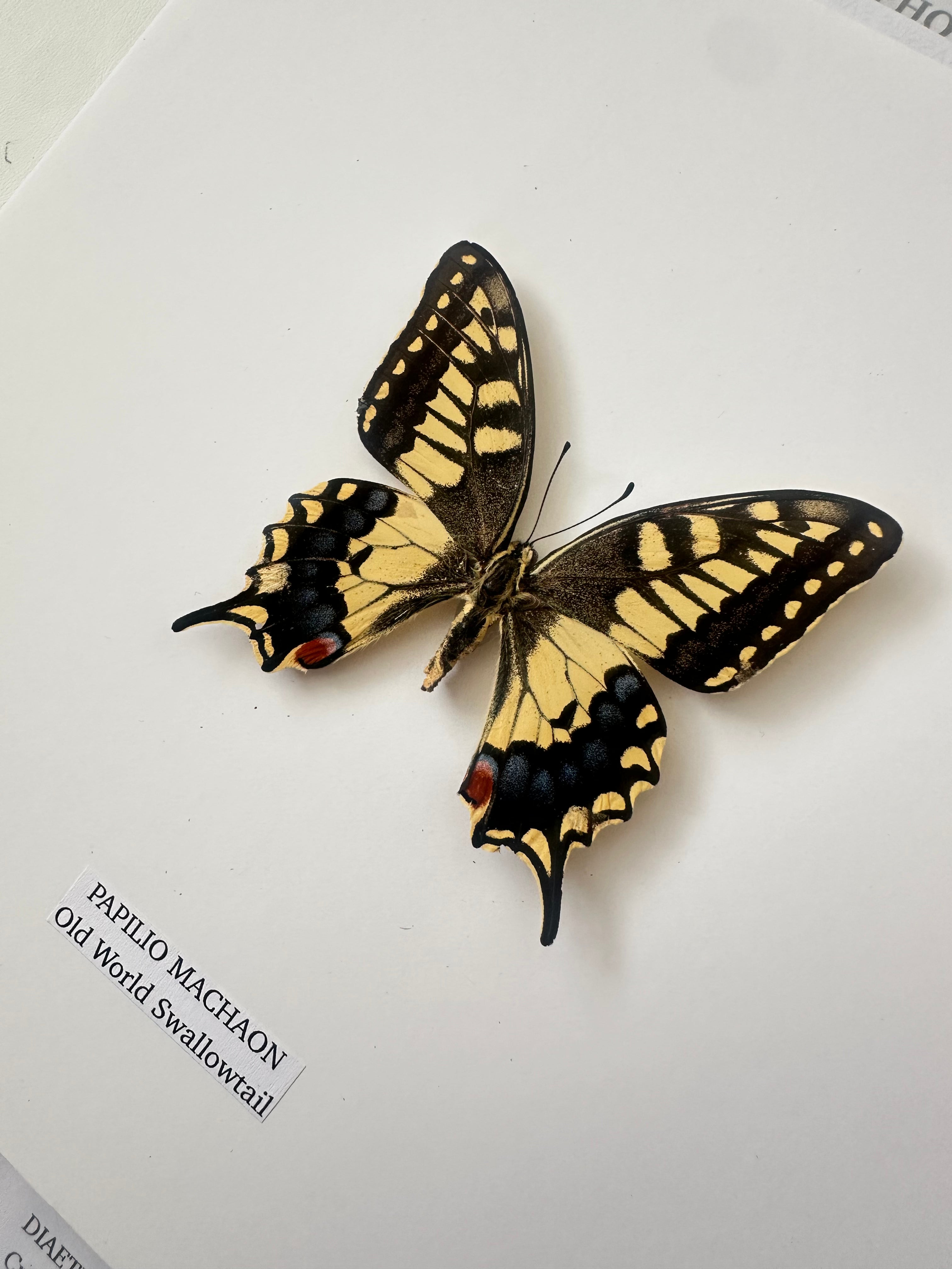 Old World Swallowtail (Papilio Machaon) - Medium Framed Butterfly - pending new photos