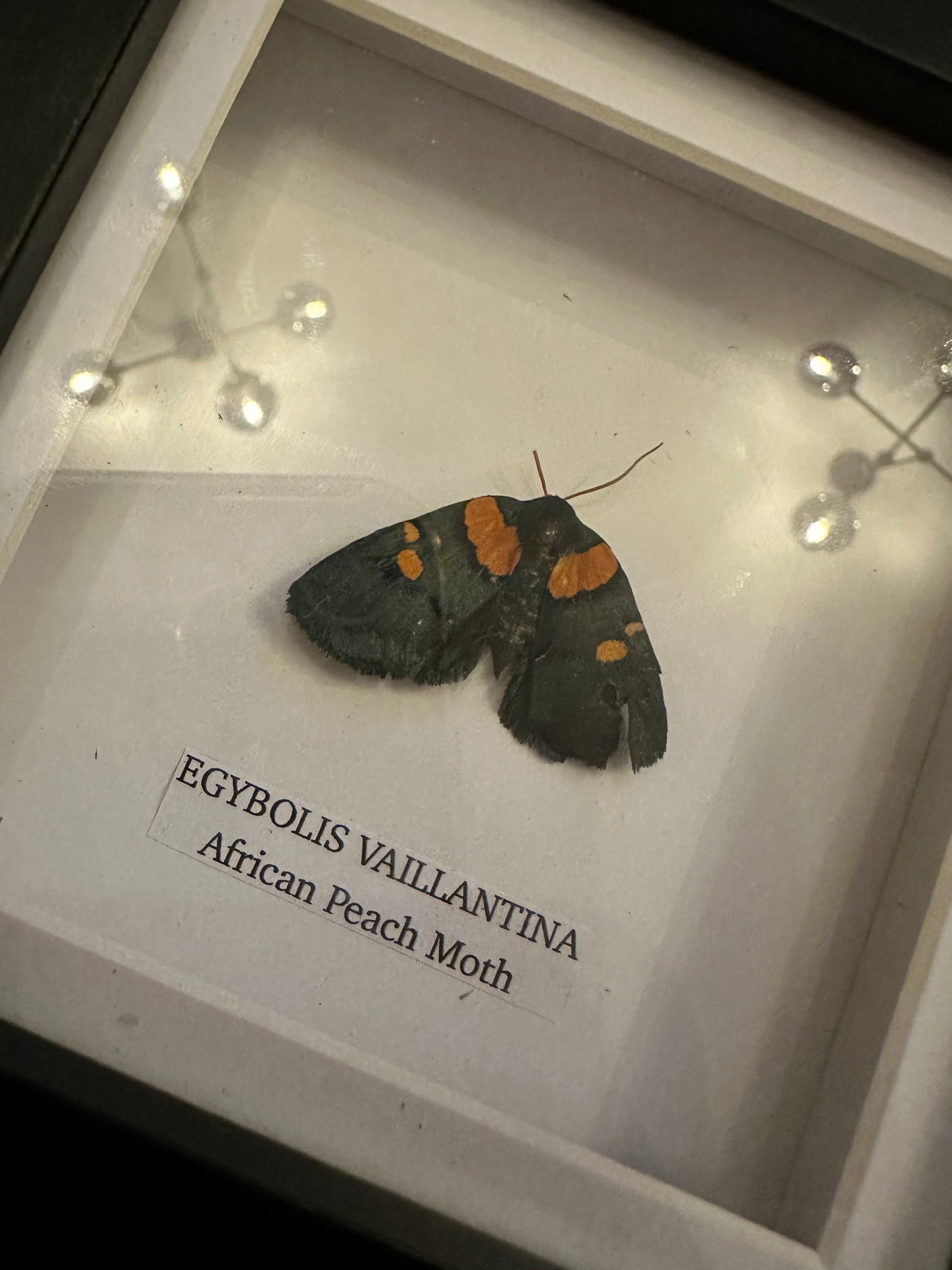 Sale | One Offs | Rare Pieces | Butterflies | Moths | Bugs