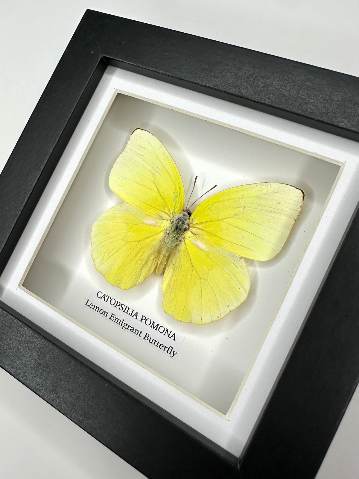 Lemon Emigrant (Catopsilia Pomona) - Small yellow Framed Butterfly handmade by cuteaholic entomology taxidermy insects bugs