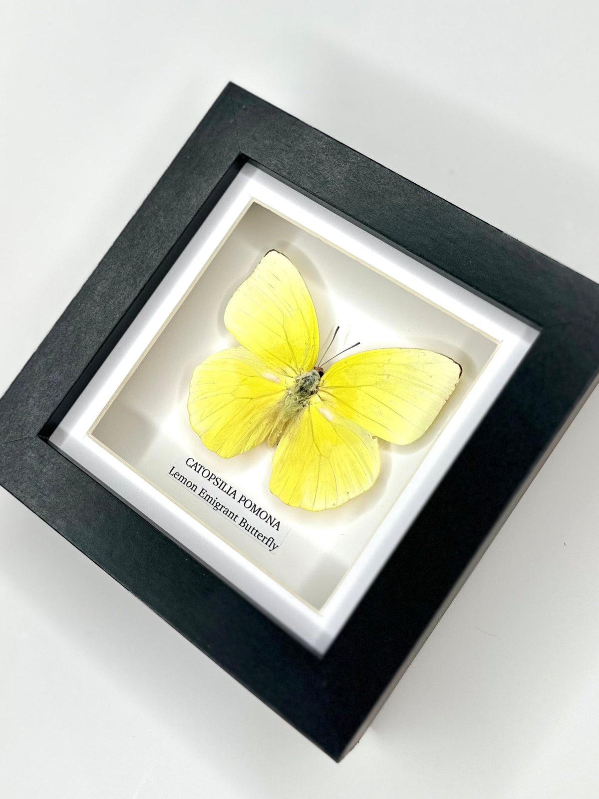 Lemon Emigrant (Catopsilia Pomona) - Small yellow Framed Butterfly handmade by cuteaholic entomology taxidermy insects bugs