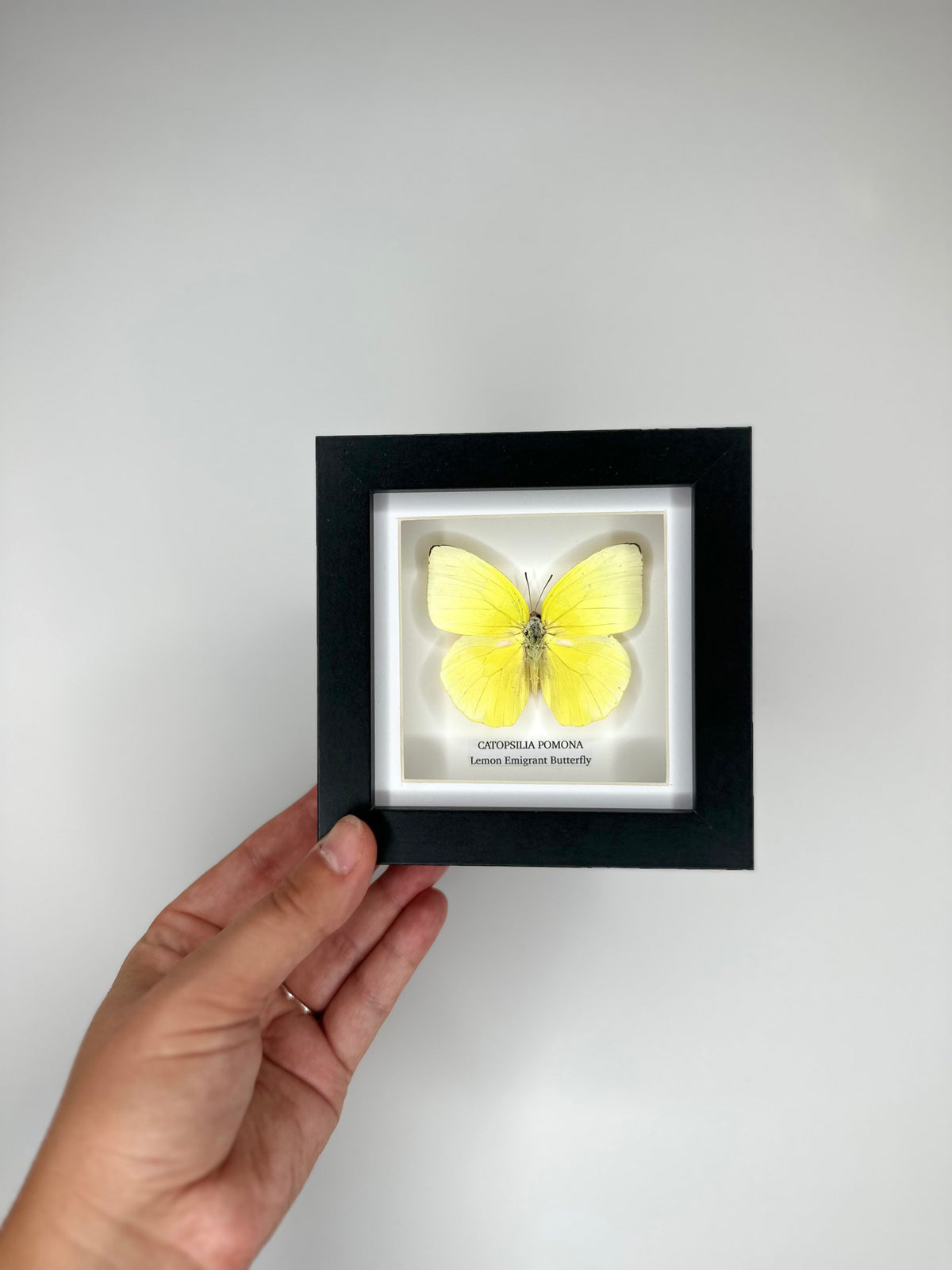 Lemon Emigrant (Catopsilia Pomona) - Small yellow Framed Butterfly handmade by cuteaholic entomology taxidermy insects bugs