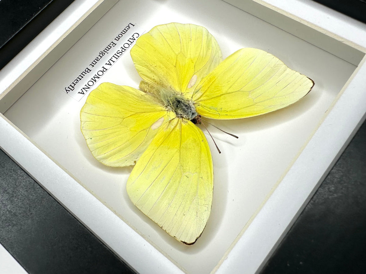 Lemon Emigrant (Catopsilia Pomona) - Small yellow Framed Butterfly handmade by cuteaholic entomology taxidermy insects bugs
