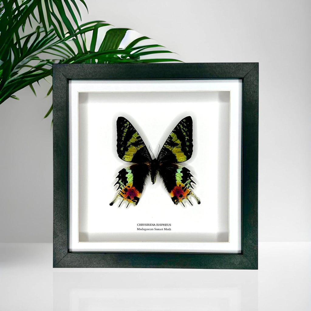 Madagascan Sunset Moth Front | Chrysiridia Rhipheus - black deep shadow Medium Frame - Taxidermy Entomology Home Decor Framed Natural Art handmade by cuteaholic gifts