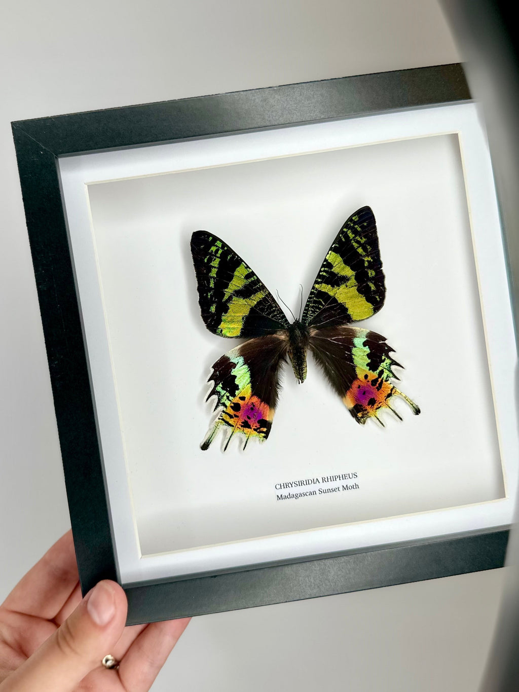 Madagascan Sunset Moth Front | Chrysiridia Rhipheus - black deep shadow Medium Frame - Taxidermy Entomology Home Decor Framed Natural Art handmade by cuteaholic gifts