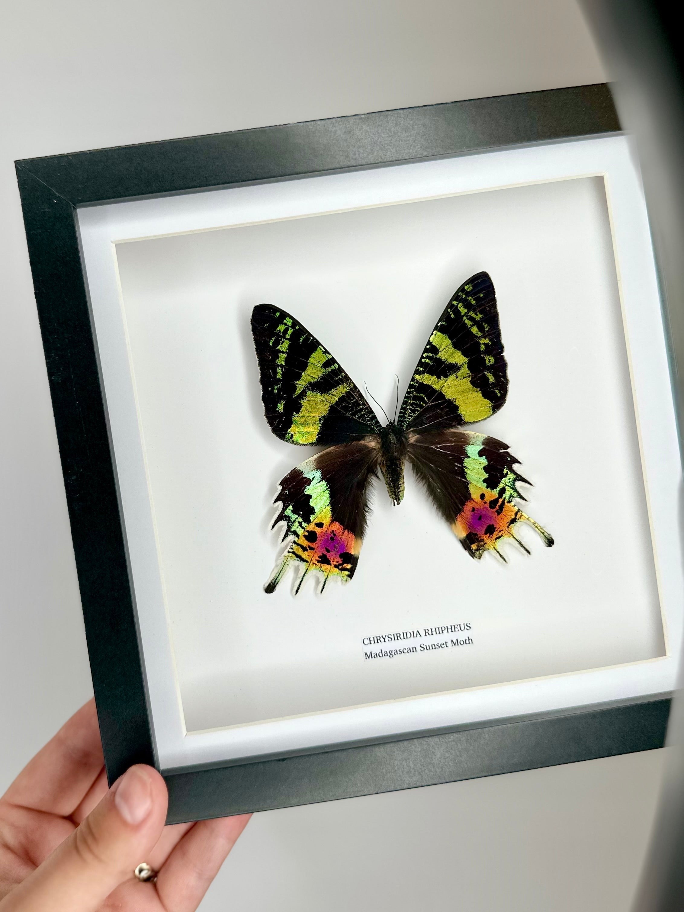 Madagascan Sunset Moth Front | Chrysiridia Rhipheus - black deep shadow Medium Frame - Taxidermy Entomology Home Decor Framed Natural Art handmade by cuteaholic gifts