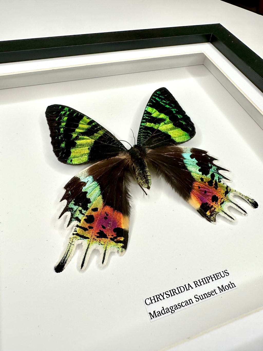 Madagascan Sunset Moth Front | Chrysiridia Rhipheus - black deep shadow Medium Frame - Taxidermy Entomology Home Decor Framed Natural Art handmade by cuteaholic gifts