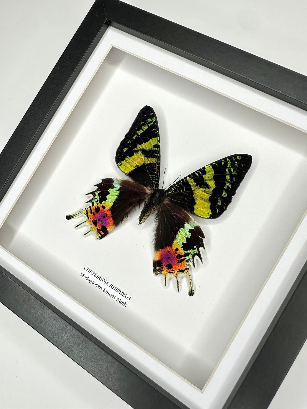 Madagascan Sunset Moth Front | Chrysiridia Rhipheus - black deep shadow Medium Frame - Taxidermy Entomology Home Decor Framed Natural Art handmade by cuteaholic gifts