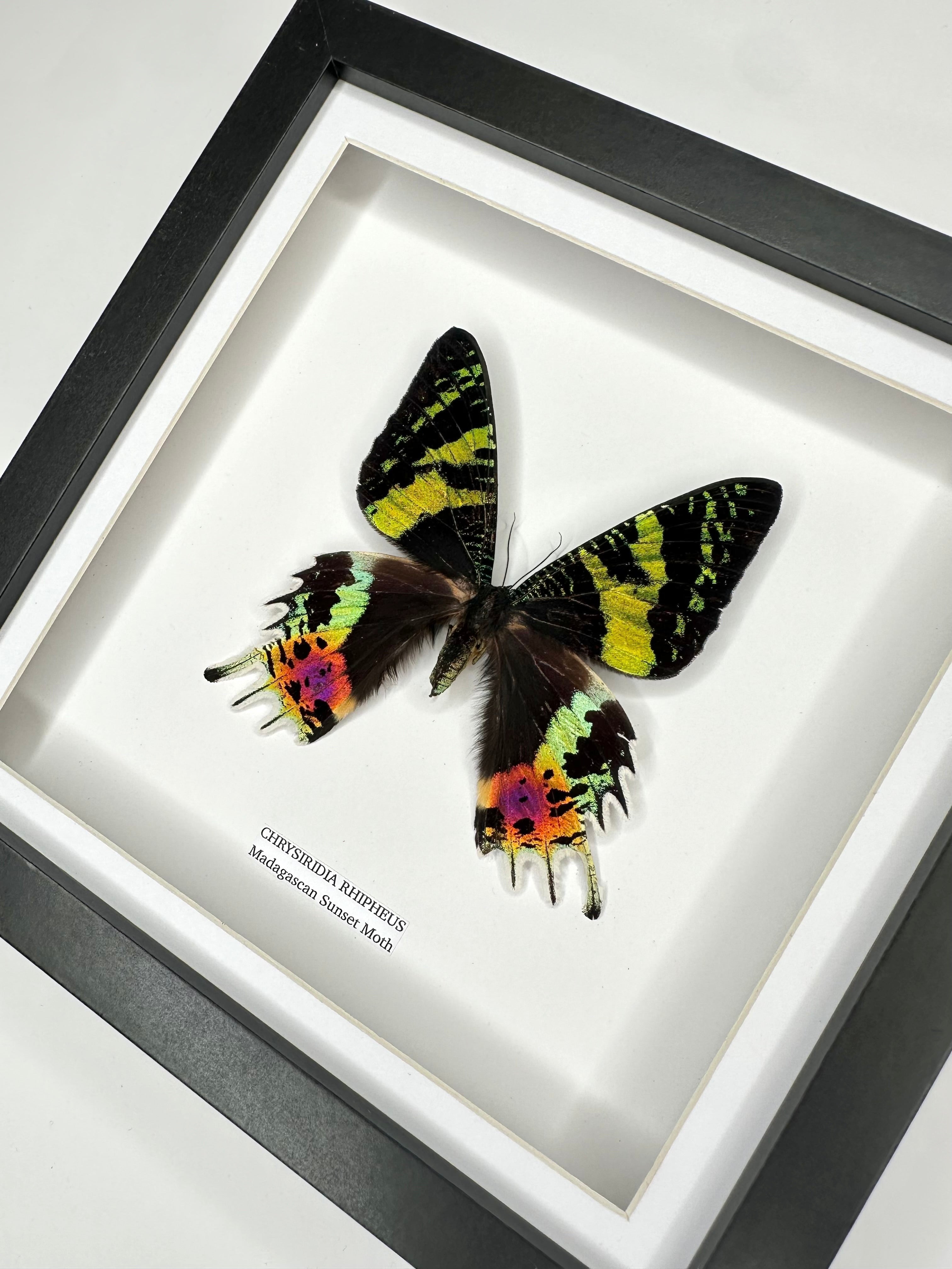 Madagascan Sunset Moth Front | Chrysiridia Rhipheus - black deep shadow Medium Frame - Taxidermy Entomology Home Decor Framed Natural Art handmade by cuteaholic gifts