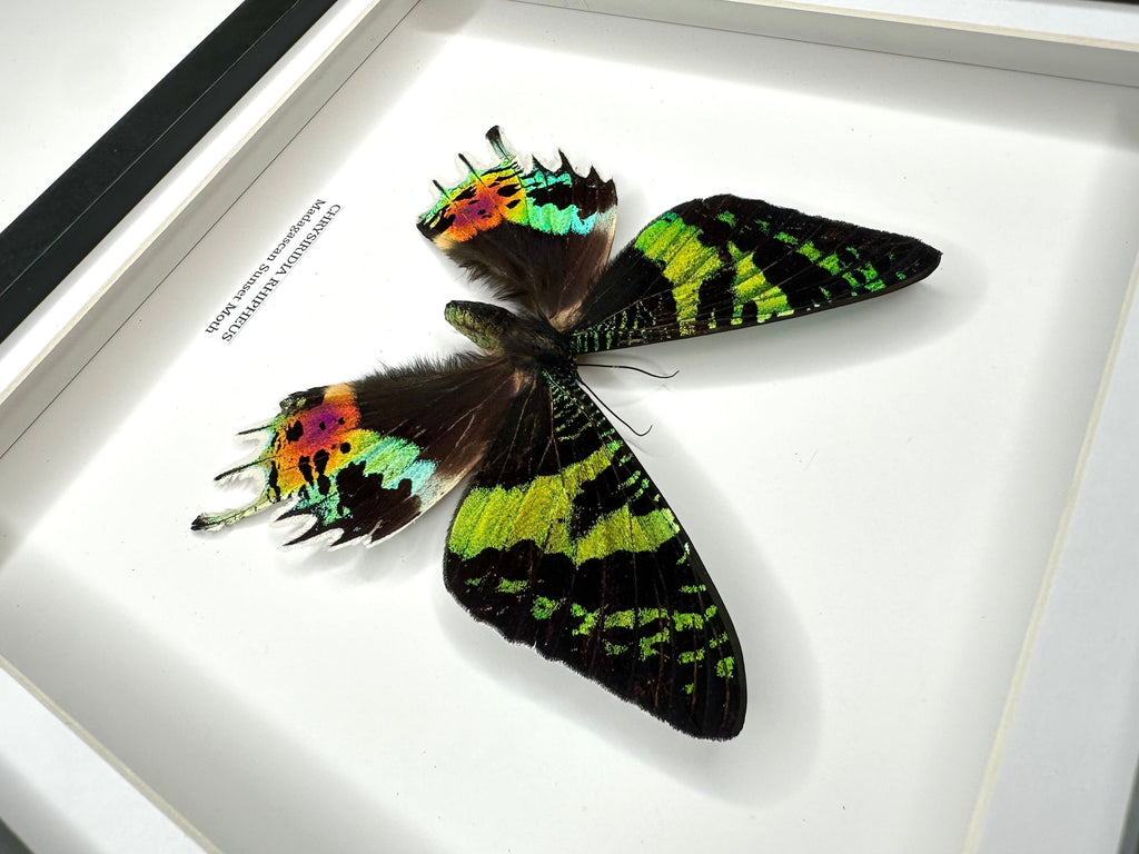 Madagascan Sunset Moth Front | Chrysiridia Rhipheus - black deep shadow Medium Frame - Taxidermy Entomology Home Decor Framed Natural Art handmade by cuteaholic gifts