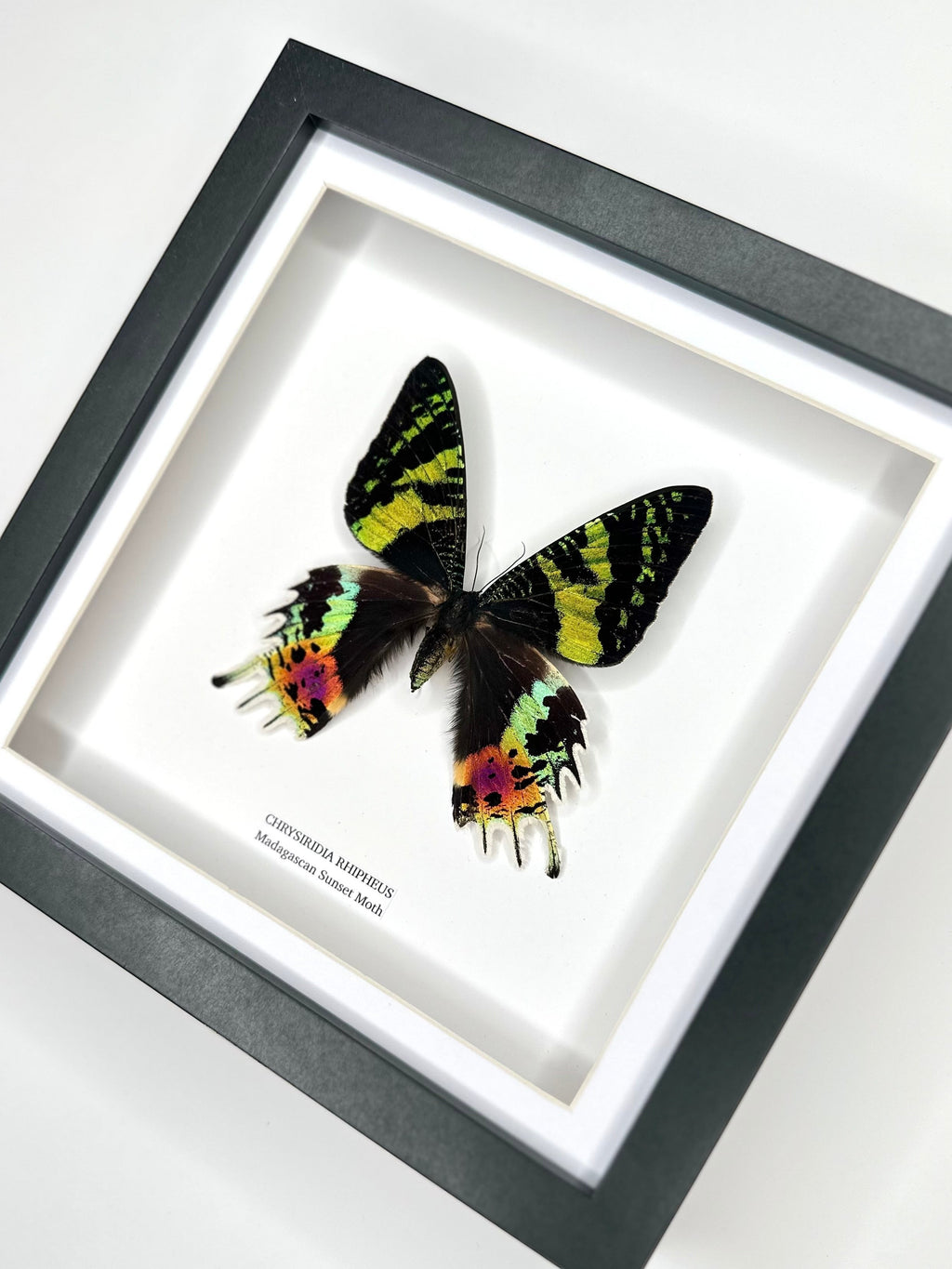 Madagascan Sunset Moth Front | Chrysiridia Rhipheus - black deep shadow Medium Frame - Taxidermy Entomology Home Decor Framed Natural Art handmade by cuteaholic gifts