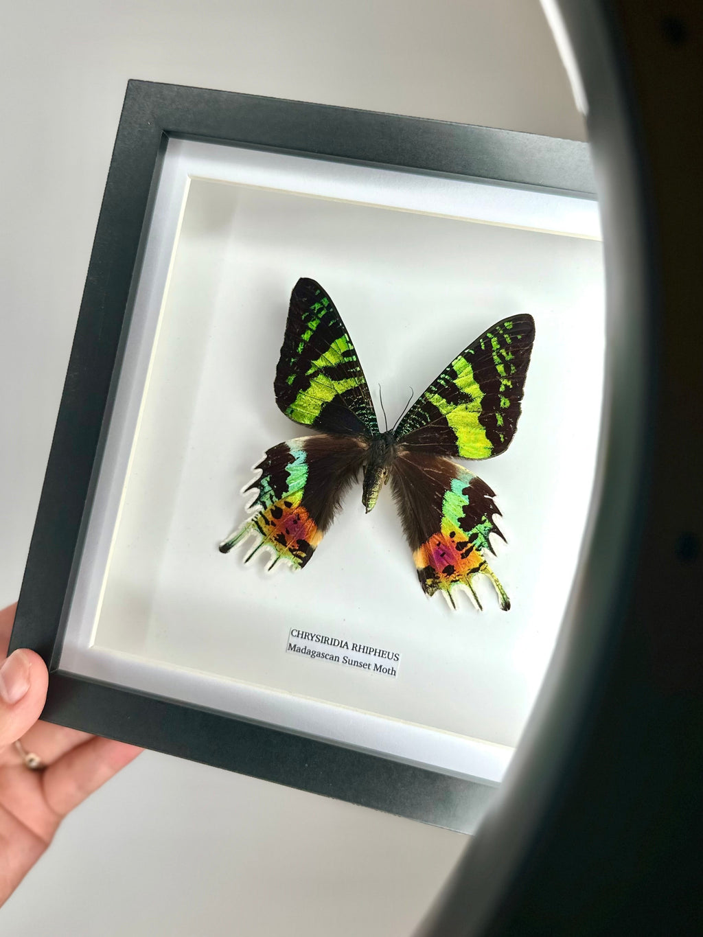 Madagascan Sunset Moth Front | Chrysiridia Rhipheus - black deep shadow Medium Frame - Taxidermy Entomology Home Decor Framed Natural Art handmade by cuteaholic gifts