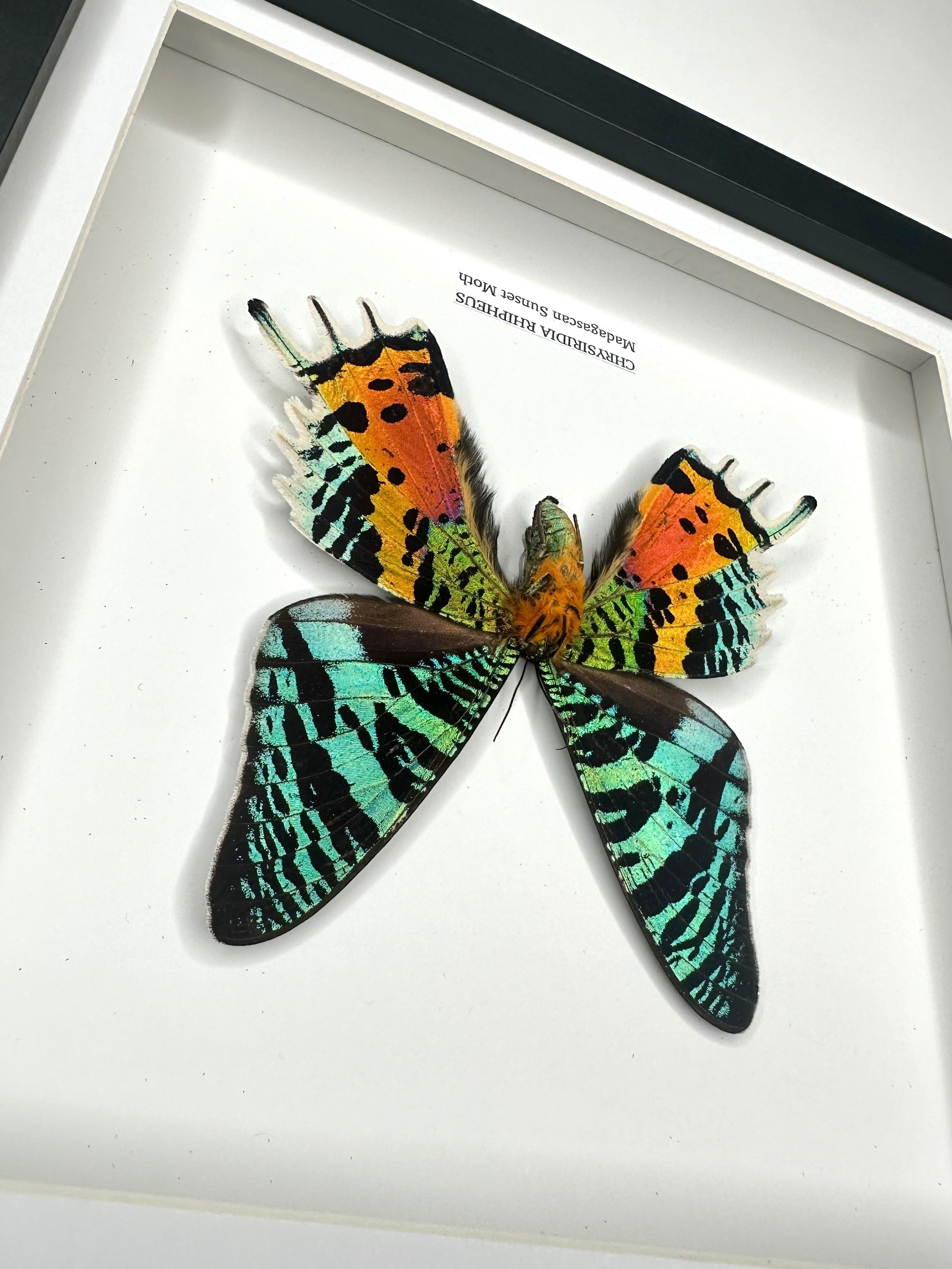 Madagascan Sunset Moth Underwing Chrysiridia Rhipheus | Medium deep shadow Frame - Taxidermy Entomology Home Decor Framed Natural Art handmade by cuteaholic gifts