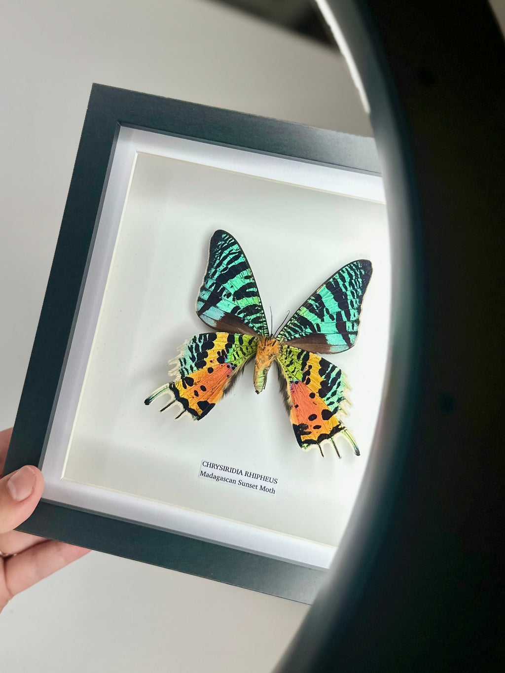 Madagascan Sunset Moth Underwing Chrysiridia Rhipheus | Medium deep shadow Frame - Taxidermy Entomology Home Decor Framed Natural Art handmade by cuteaholic gifts