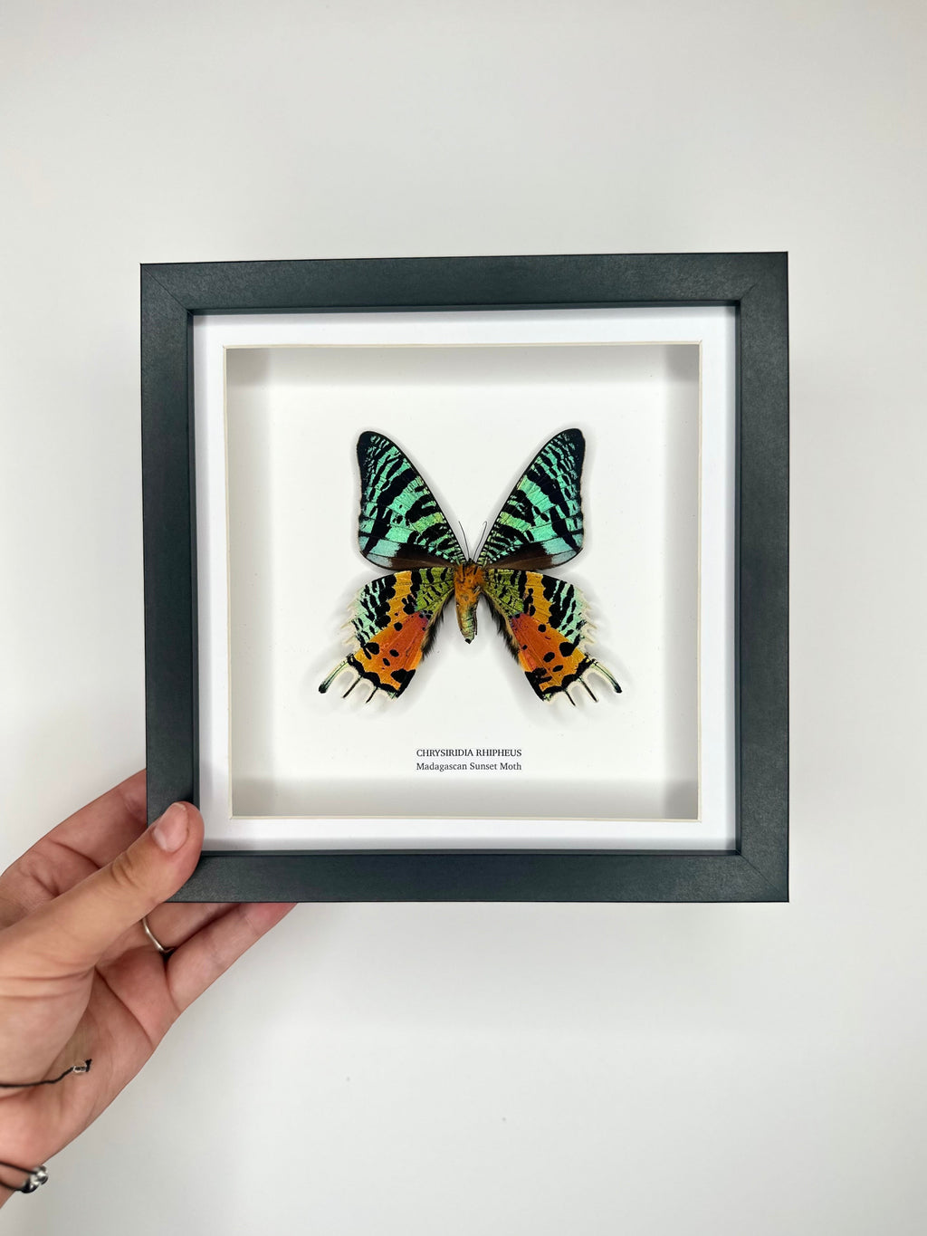 Madagascan Sunset Moth Underwing Chrysiridia Rhipheus | Medium deep shadow Frame - Taxidermy Entomology Home Decor Framed Natural Art handmade by cuteaholic gifts