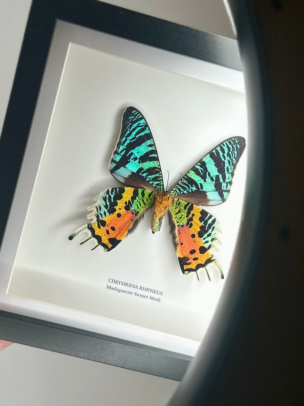 Madagascan Sunset Moth Underwing Chrysiridia Rhipheus | Medium deep shadow Frame - Taxidermy Entomology Home Decor Framed Natural Art handmade by cuteaholic gifts