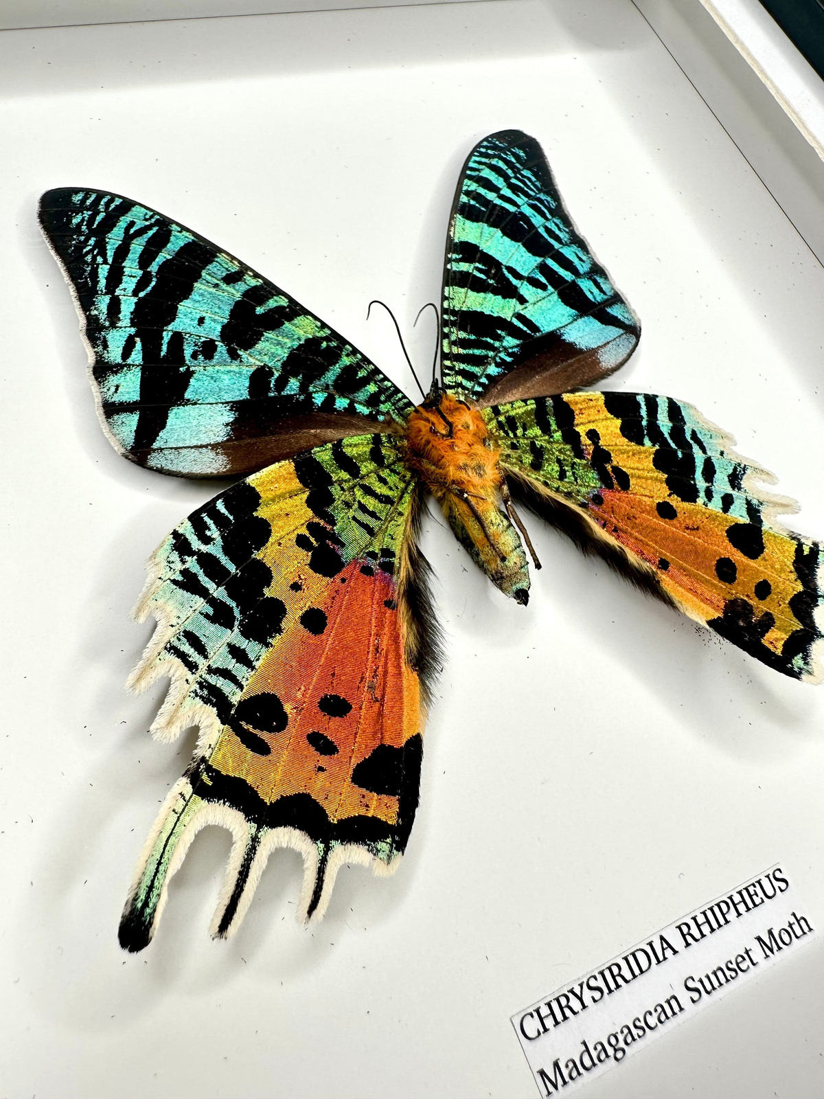 Madagascan Sunset Moth Underwing Chrysiridia Rhipheus | Medium deep shadow Frame - Taxidermy Entomology Home Decor Framed Natural Art handmade by cuteaholic gifts
