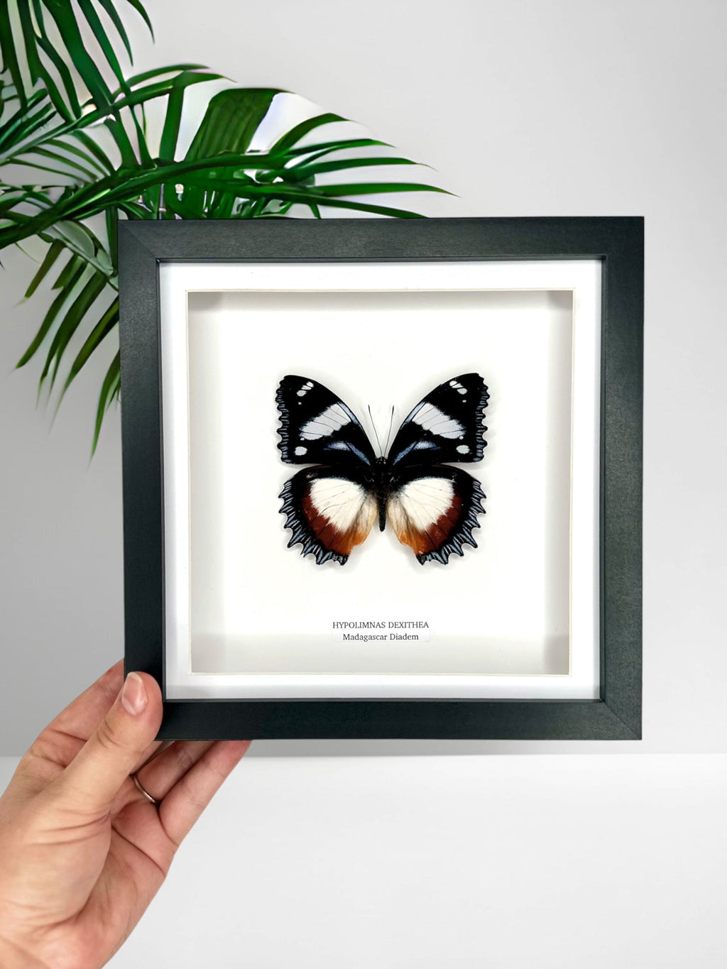 Madagascar Diadem (’Cat Face’ Front Hypolimnas Dexithea) – Medium Frame handmade by cuteaholic entomology taxidermy frame insect bug