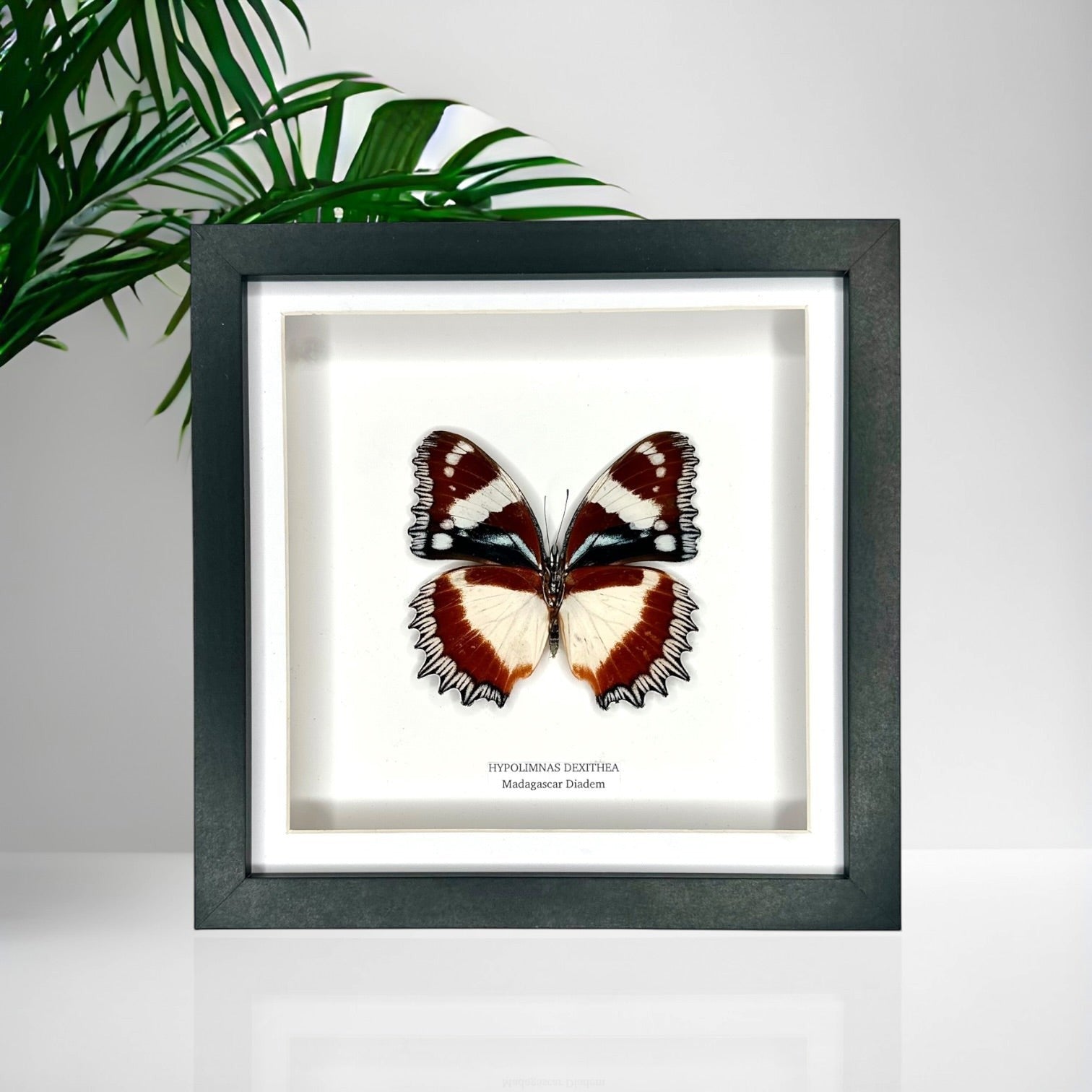 Madagascar Diadem | ’Cat Face’ Underwing Hypolimnas Dexithea | Medium black shadow deep Frame - Taxidermy Entomology Home Decor Framed Natural Art handmade by cuteaholic gifts