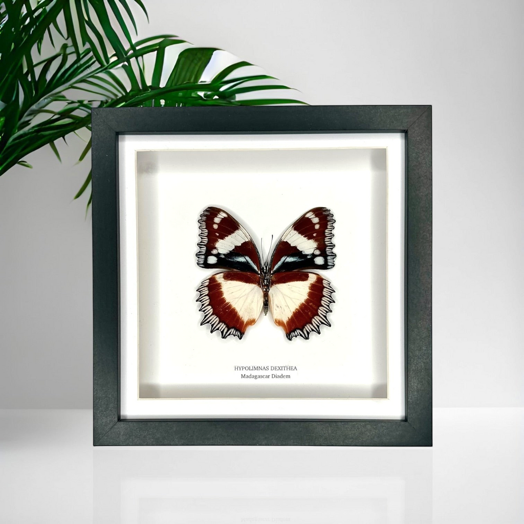 Madagascar Diadem | ’Cat Face’ Underwing Hypolimnas Dexithea | Medium black shadow deep Frame - Taxidermy Entomology Home Decor Framed Natural Art handmade by cuteaholic gifts