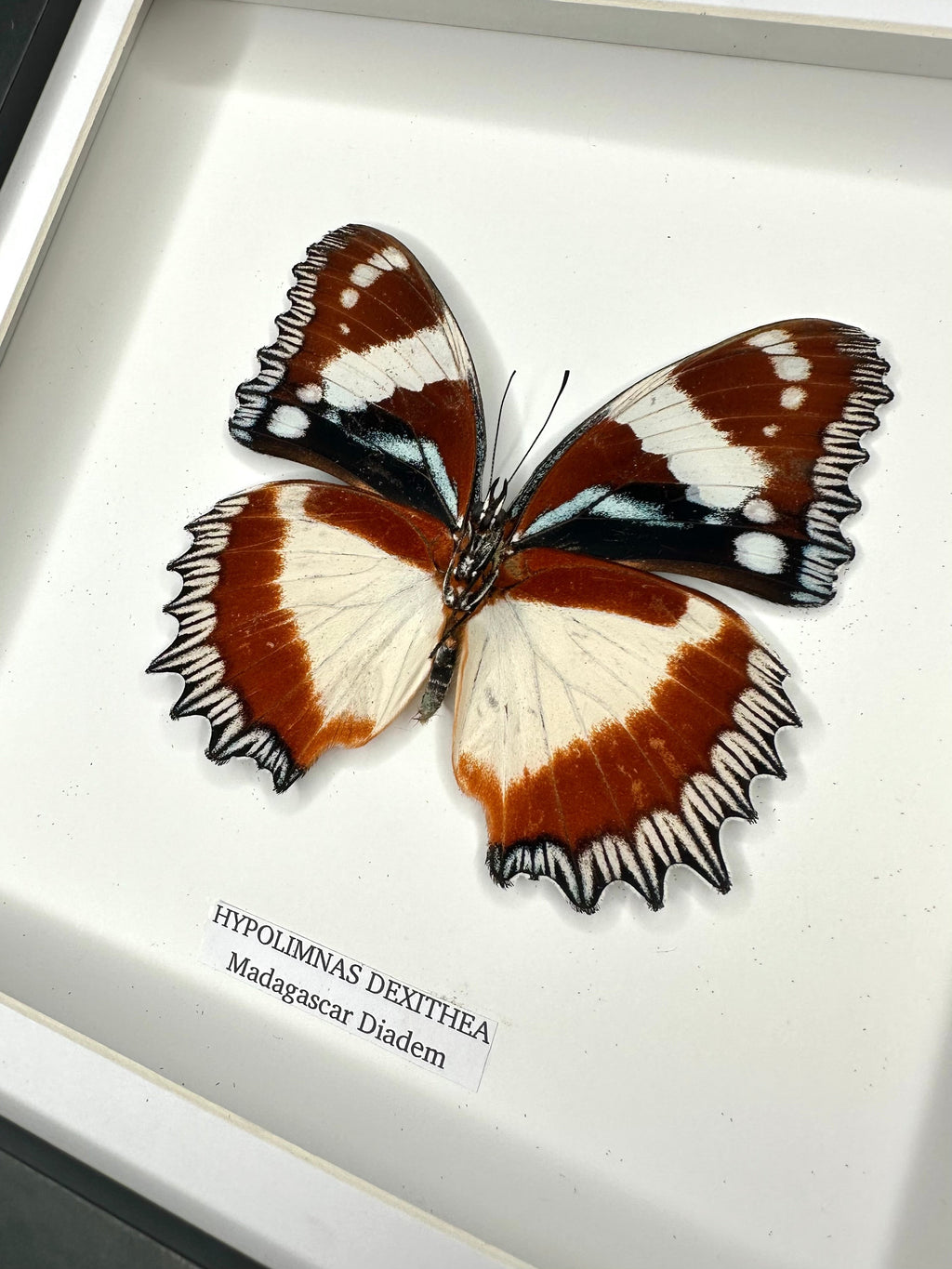 Madagascar Diadem | ’Cat Face’ Underwing Hypolimnas Dexithea | Medium black shadow deep Frame - Taxidermy Entomology Home Decor Framed Natural Art handmade by cuteaholic gifts