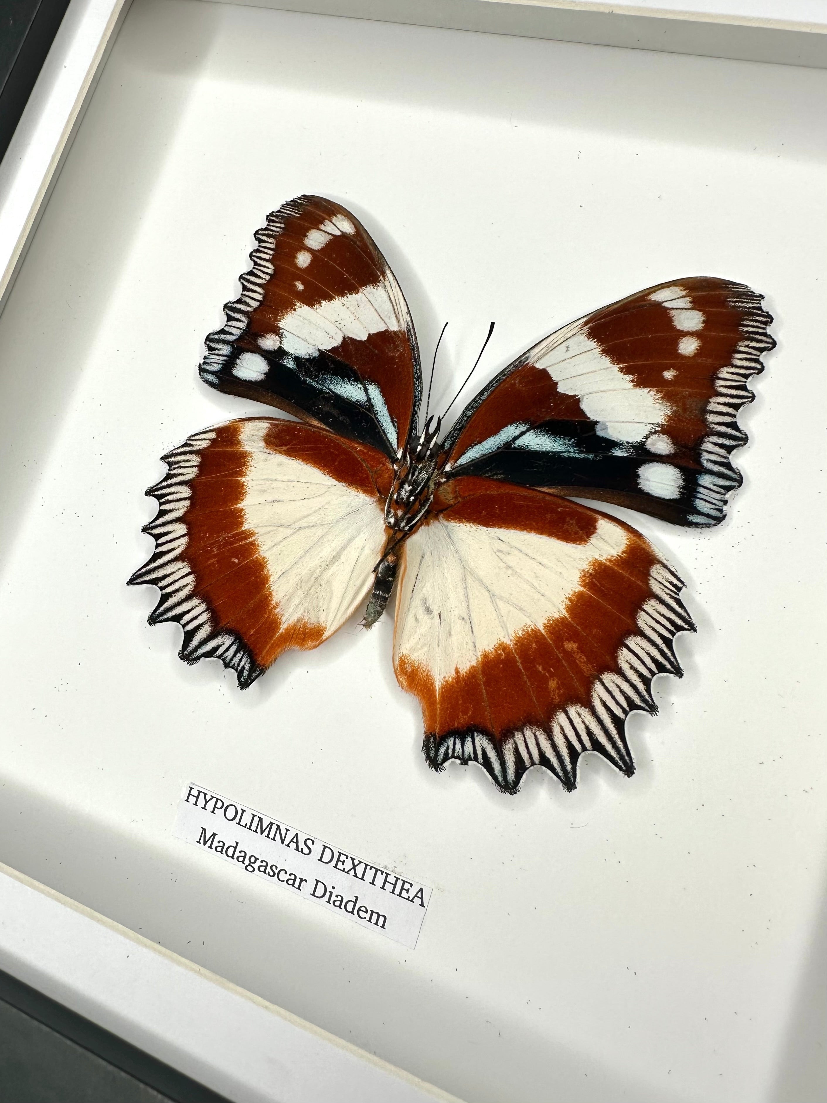 Madagascar Diadem | ’Cat Face’ Underwing Hypolimnas Dexithea | Medium black shadow deep Frame - Taxidermy Entomology Home Decor Framed Natural Art handmade by cuteaholic gifts