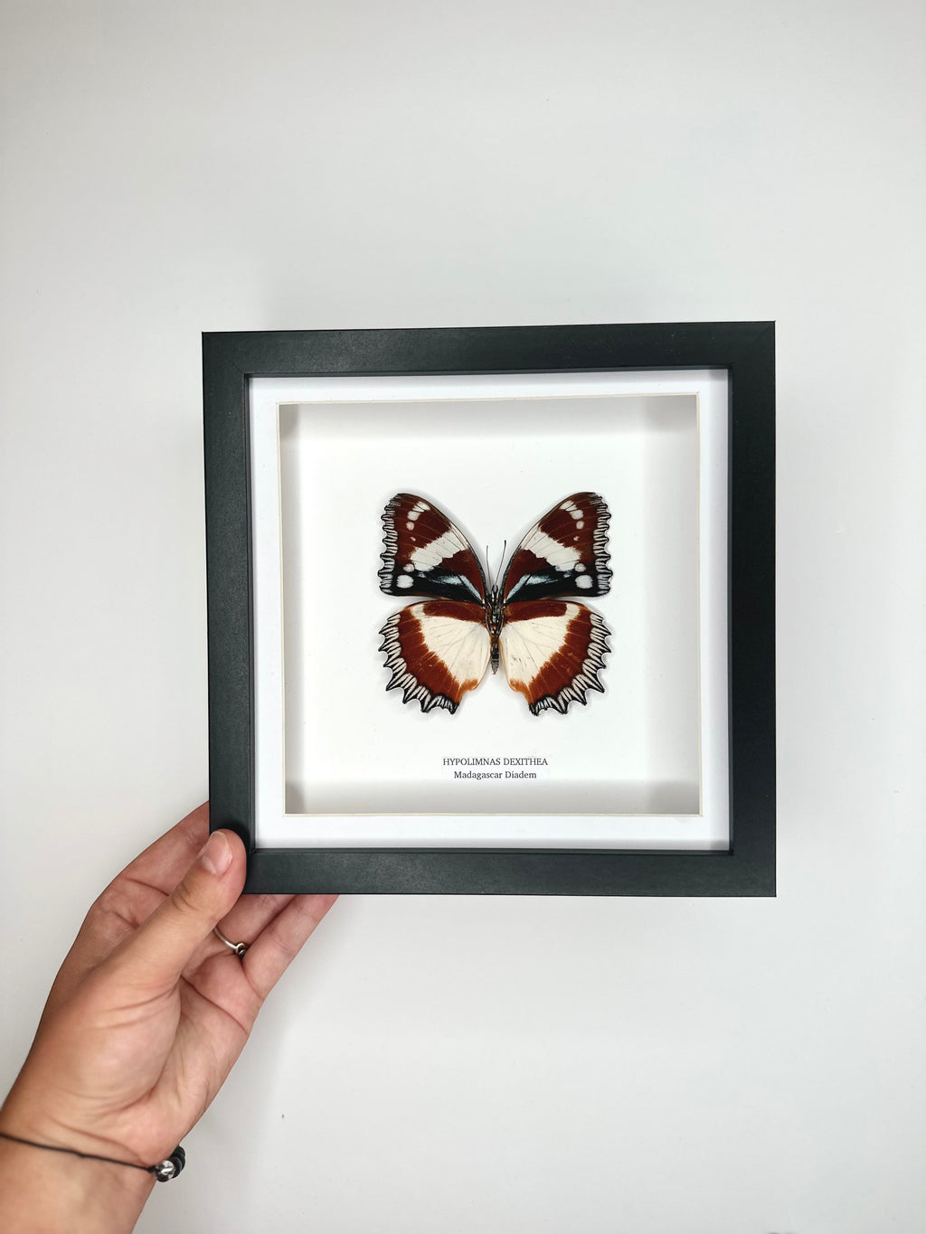 Madagascar Diadem | ’Cat Face’ Underwing Hypolimnas Dexithea | Medium black shadow deep Frame - Taxidermy Entomology Home Decor Framed Natural Art handmade by cuteaholic gifts