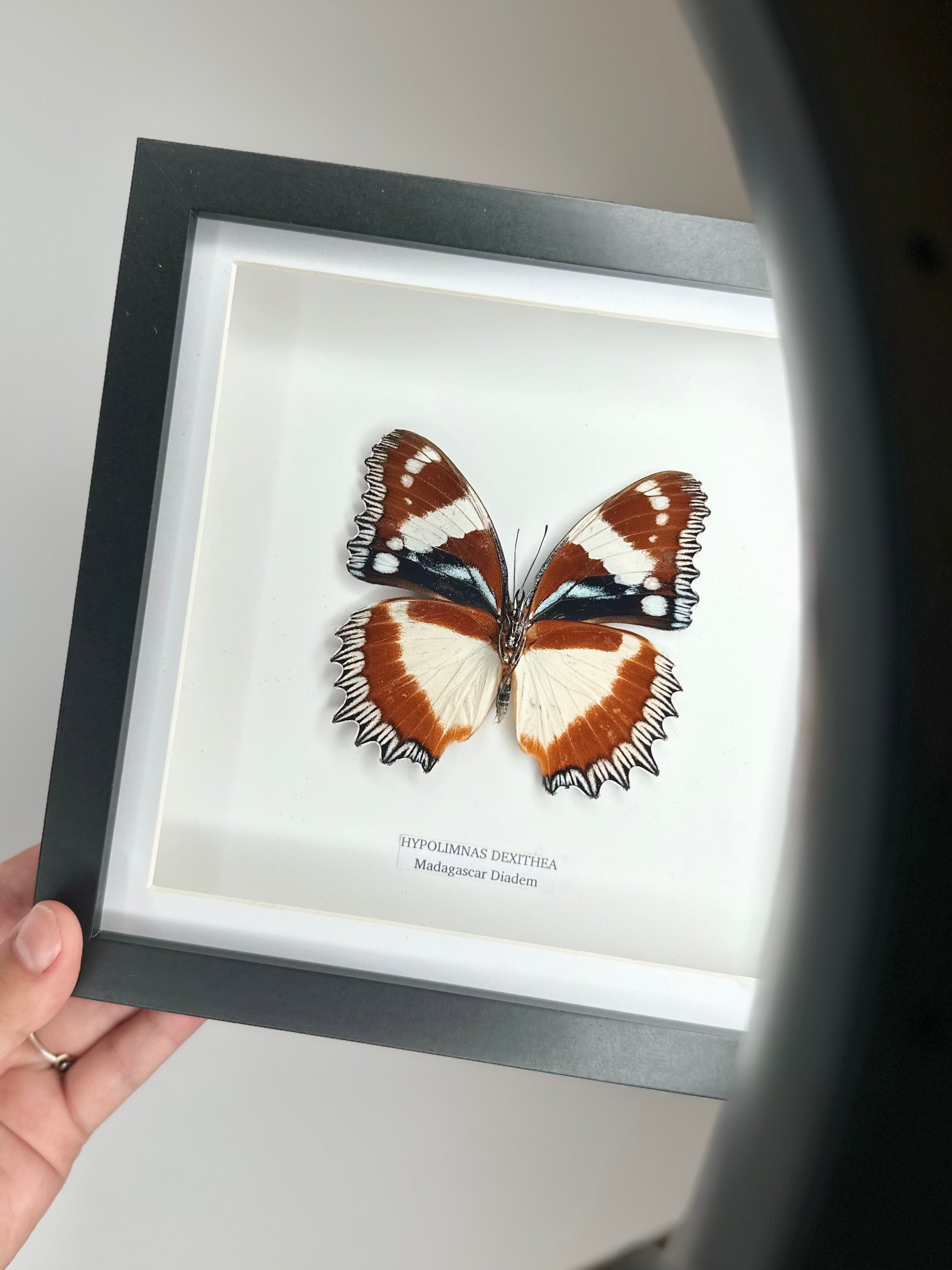 Madagascar Diadem | ’Cat Face’ Underwing Hypolimnas Dexithea | Medium black shadow deep Frame - Taxidermy Entomology Home Decor Framed Natural Art handmade by cuteaholic gifts