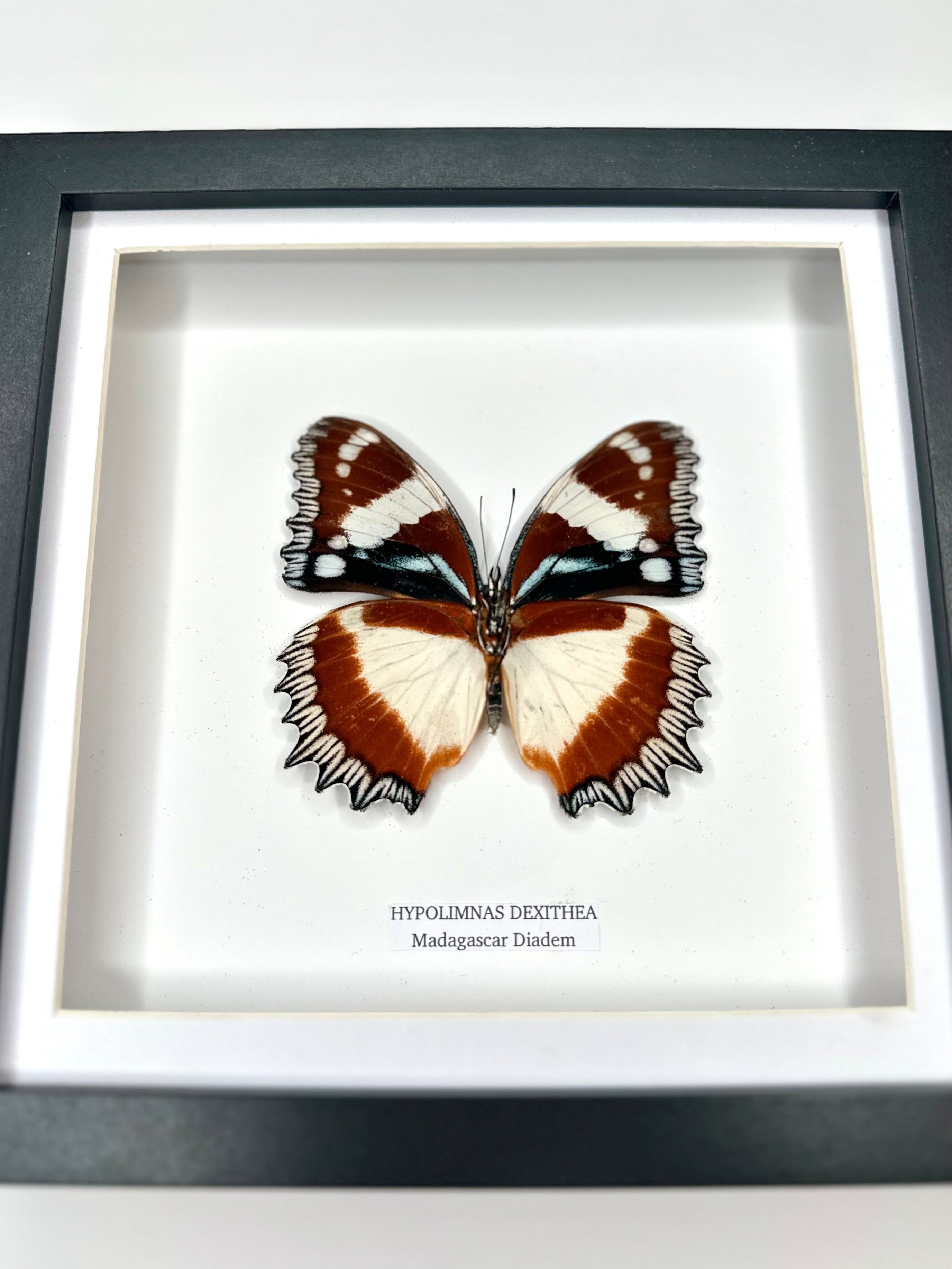 Madagascar Diadem | ’Cat Face’ Underwing Hypolimnas Dexithea | Medium black shadow deep Frame - Taxidermy Entomology Home Decor Framed Natural Art handmade by cuteaholic gifts