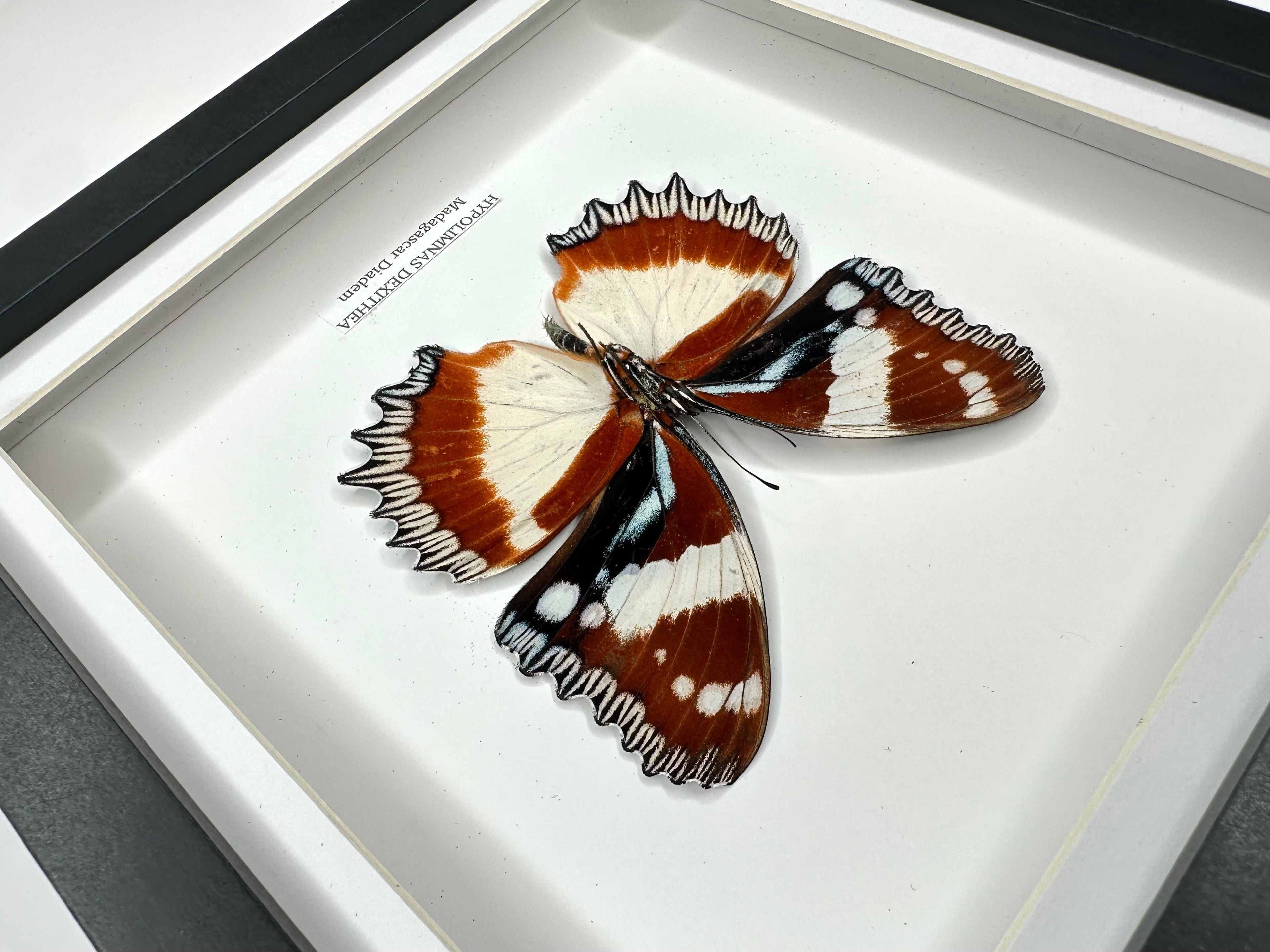 Madagascar Diadem | ’Cat Face’ Underwing Hypolimnas Dexithea | Medium black shadow deep Frame - Taxidermy Entomology Home Decor Framed Natural Art handmade by cuteaholic gifts
