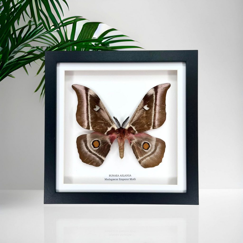 Madagascar Emperor Moth | Bunaea Aslauga | Medium Frame • Taxidermy Entomology Home Decor Framed Art