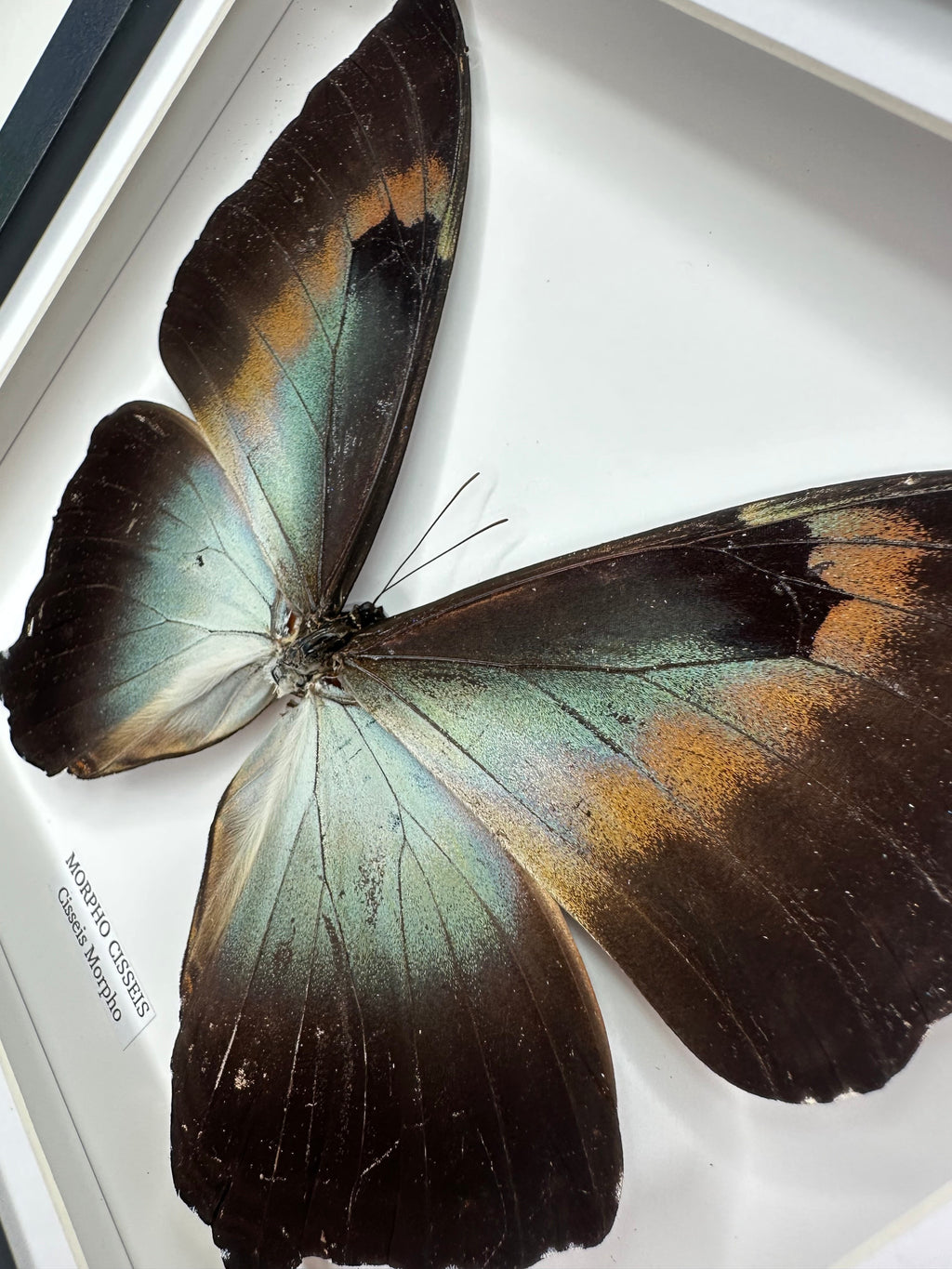 Morpho Cisseis | Medium Frame • Taxidermy Entomology Home Decor Framed Art