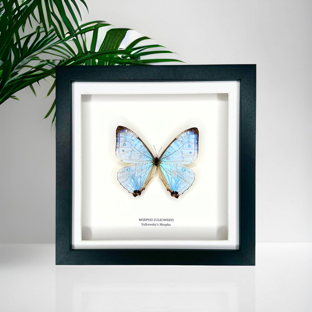 Morpho Sulkowskyi – Medium Framed handmade by cuteaholic entomology taxidermy framed shiny clear morpho rare find insect bug butterfly