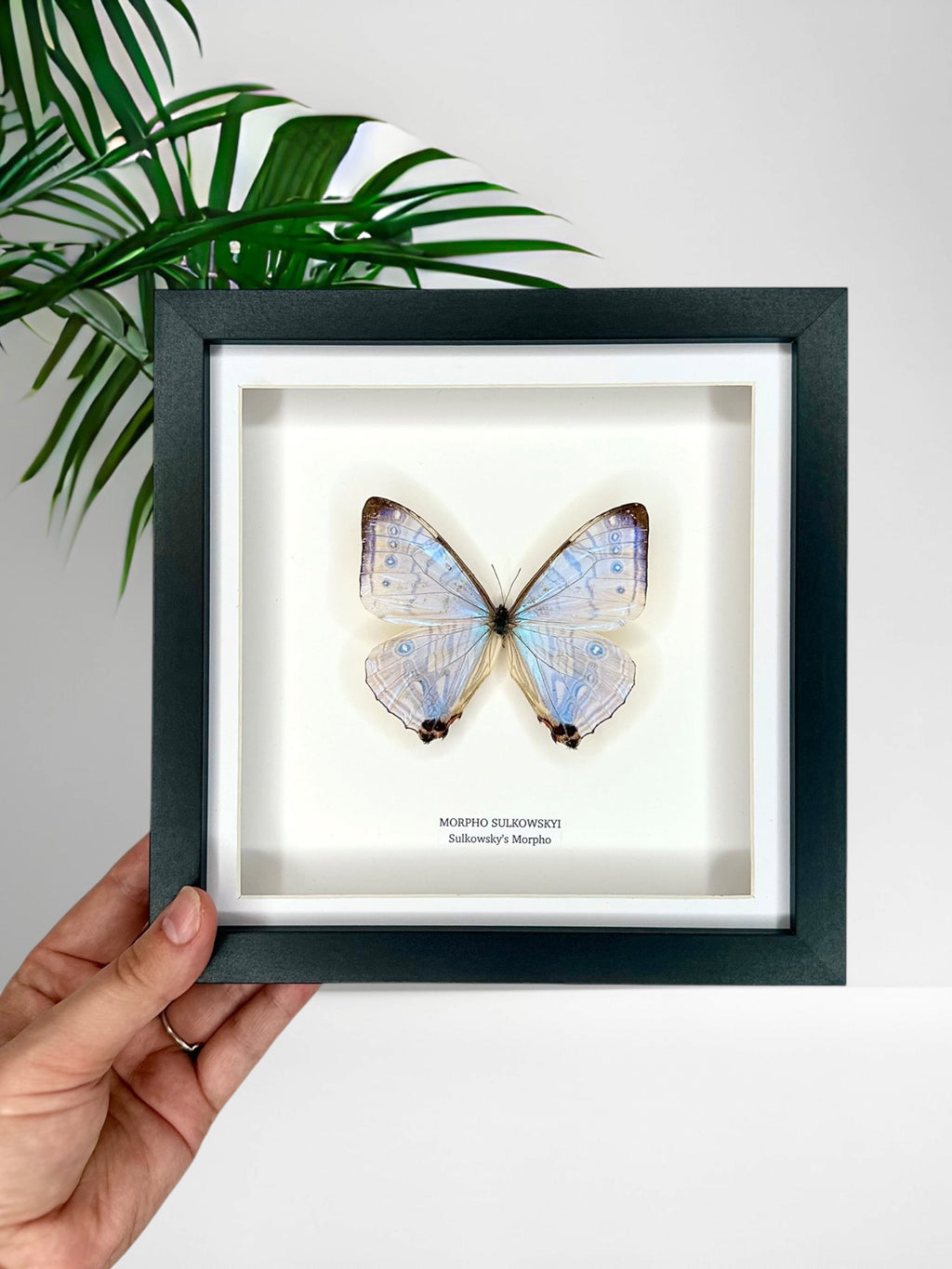 Morpho Sulkowskyi – Medium Framed handmade by cuteaholic entomology taxidermy framed shiny crystal clear morpho rare find insect bug butterfly