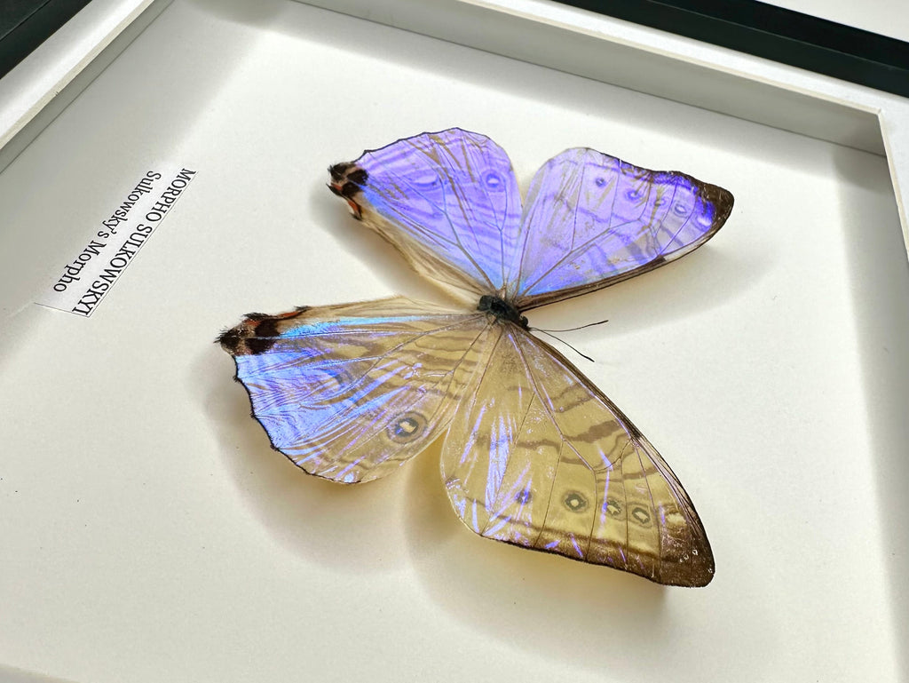 Morpho Sulkowskyi – Medium Framed handmade by cuteaholic entomology taxidermy framed shiny crystal clear morpho rare find insect bug butterfly
