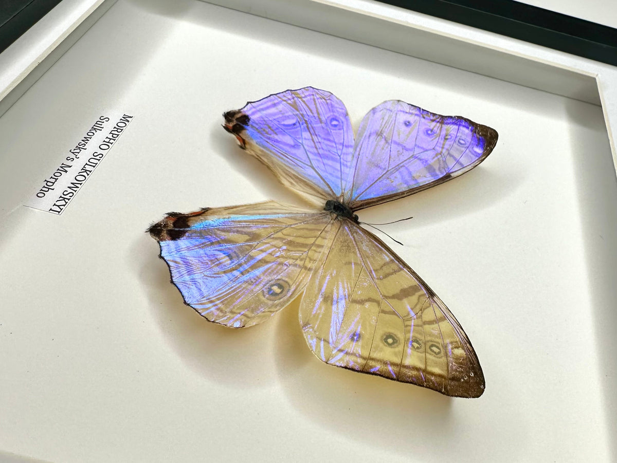 Morpho Sulkowskyi – Medium Framed handmade by cuteaholic entomology taxidermy framed shiny crystal clear morpho rare find insect bug butterfly