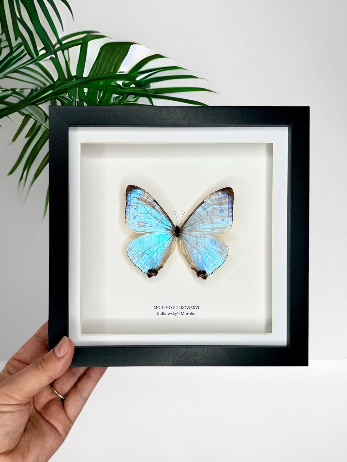 Morpho Sulkowskyi – Medium Framed handmade by cuteaholic entomology taxidermy framed shiny crystal clear morpho rare find insect bug butterfly