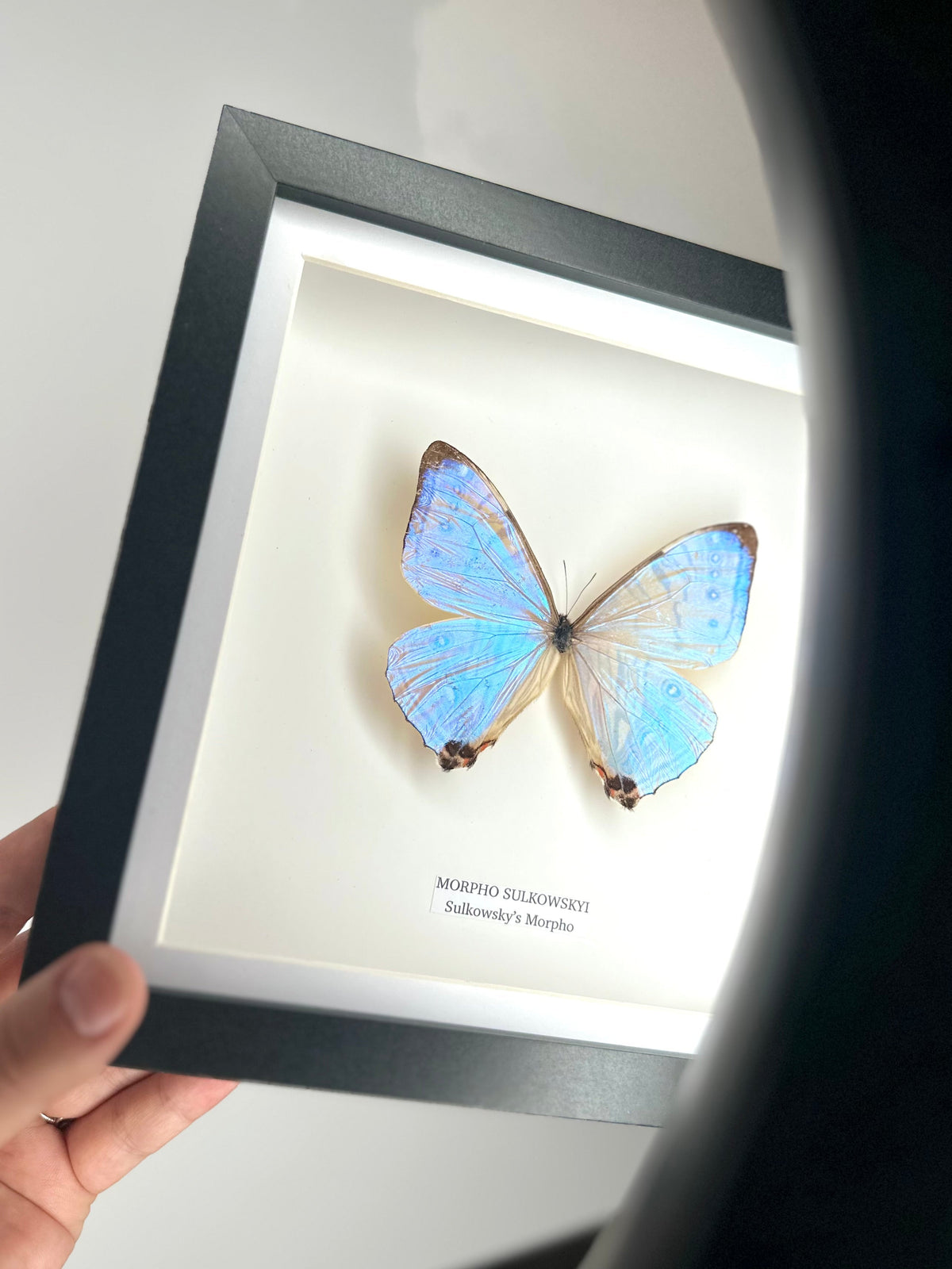 Morpho Sulkowskyi – Medium Framed handmade by cuteaholic entomology taxidermy framed shiny crystal clear morpho rare find insect bug butterfly
