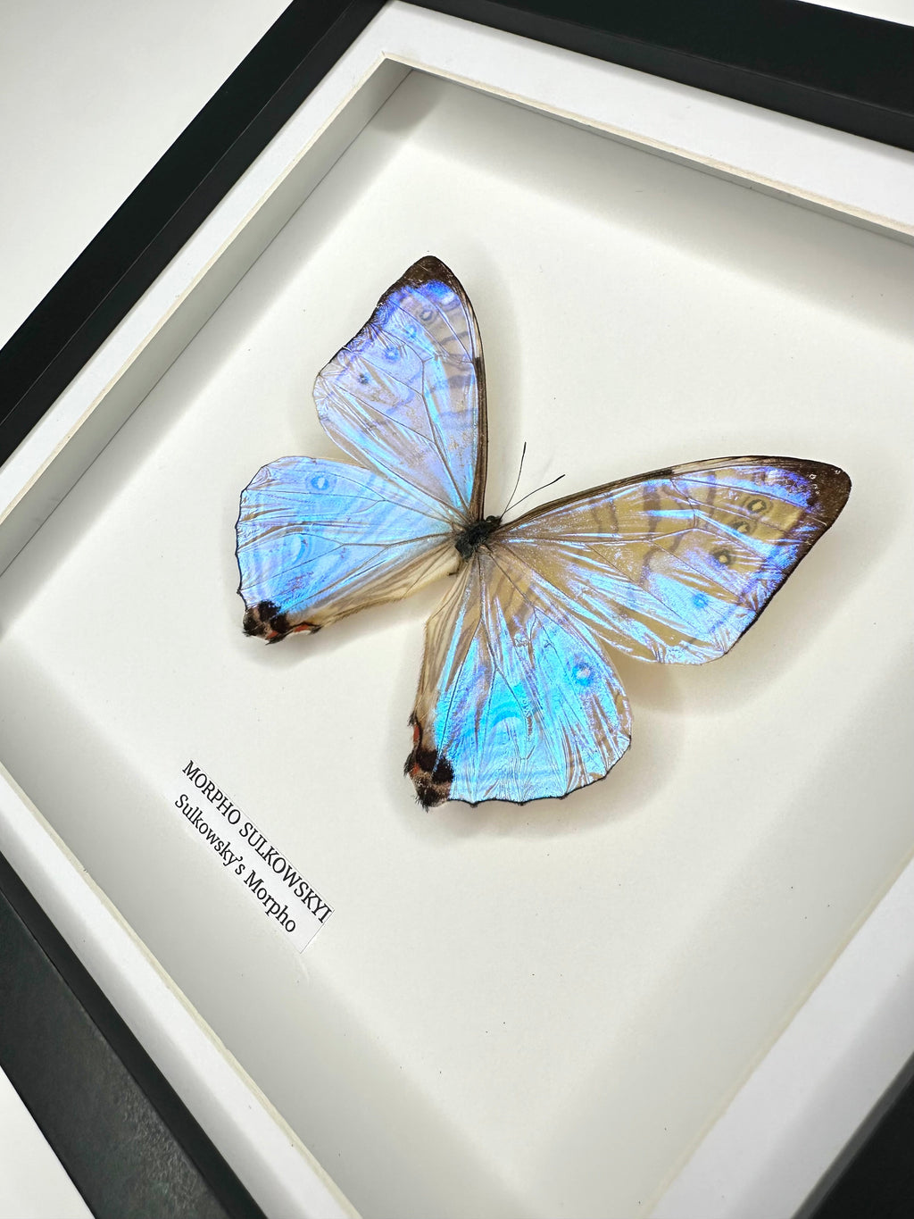 Morpho Sulkowskyi – Medium Framed handmade by cuteaholic entomology taxidermy framed shiny crystal clear morpho rare find insect bug butterfly