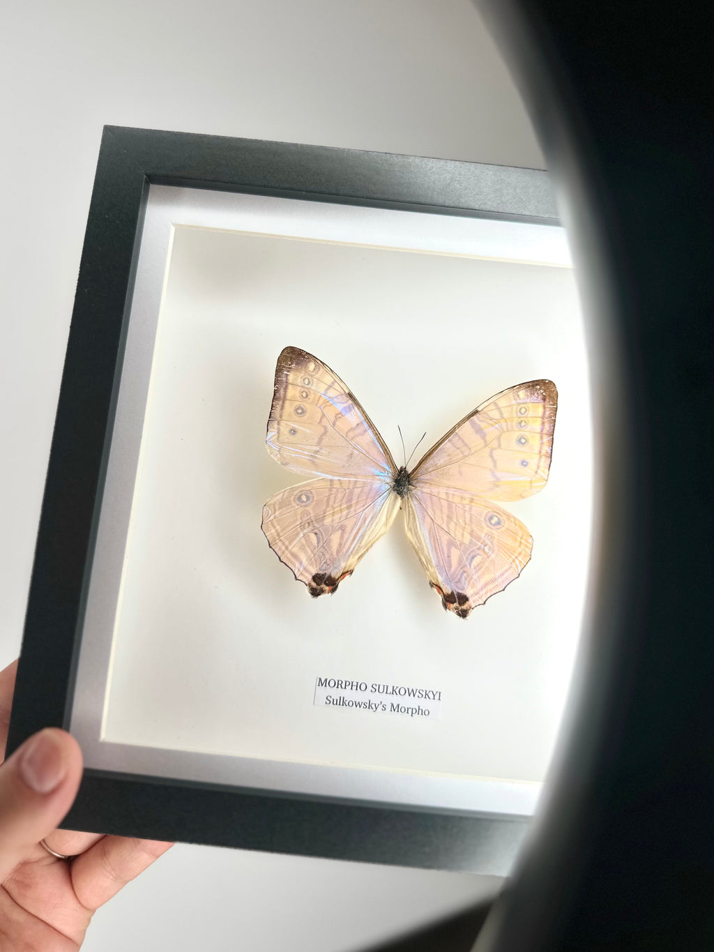 Morpho Sulkowskyi – Medium Framed handmade by cuteaholic entomology taxidermy framed shiny crystal clear morpho rare find insect bug butterfly