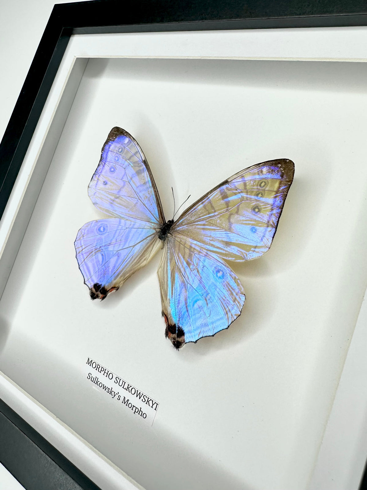 Morpho Sulkowskyi – Medium Framed handmade by cuteaholic entomology taxidermy framed shiny crystal clear morpho rare find insect bug butterfly