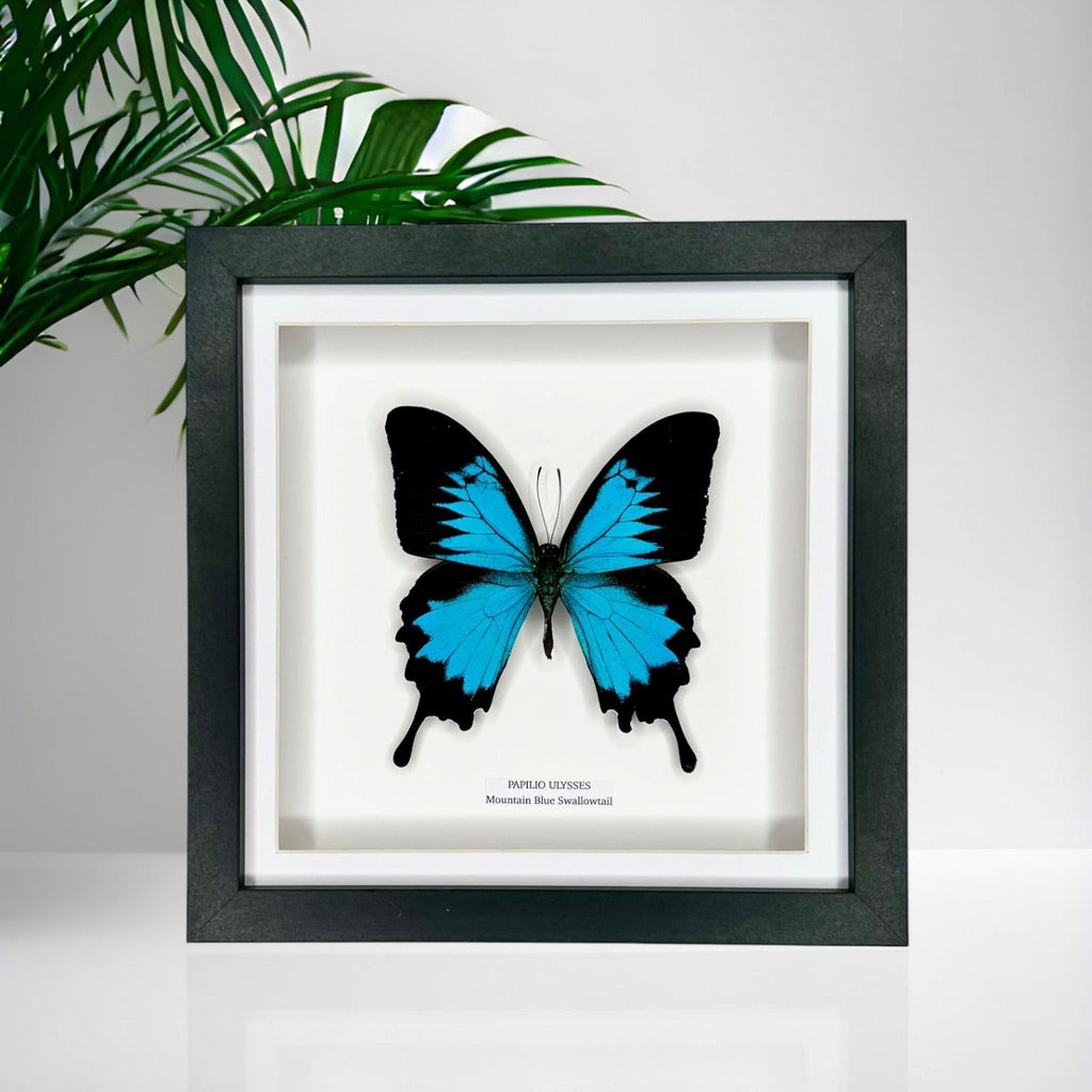 Mountain Blue Swallowtail | Papilio Ulysses | black deep shadow Medium Frame - Taxidermy Entomology Home Decor Framed Natural Art handmade by cuteaholic gifts