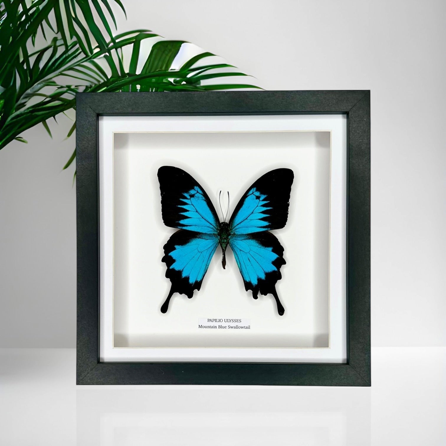 Mountain Blue Swallowtail | Papilio Ulysses | black deep shadow Medium Frame - Taxidermy Entomology Home Decor Framed Natural Art handmade by cuteaholic gifts