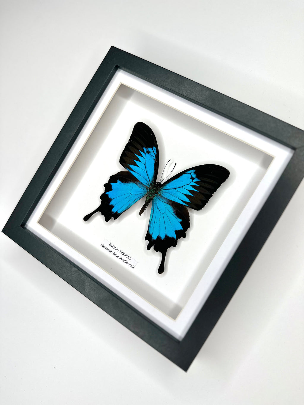 Mountain Blue Swallowtail | Papilio Ulysses | black deep shadow Medium Frame - Taxidermy Entomology Home Decor Framed Natural Art handmade by cuteaholic gifts