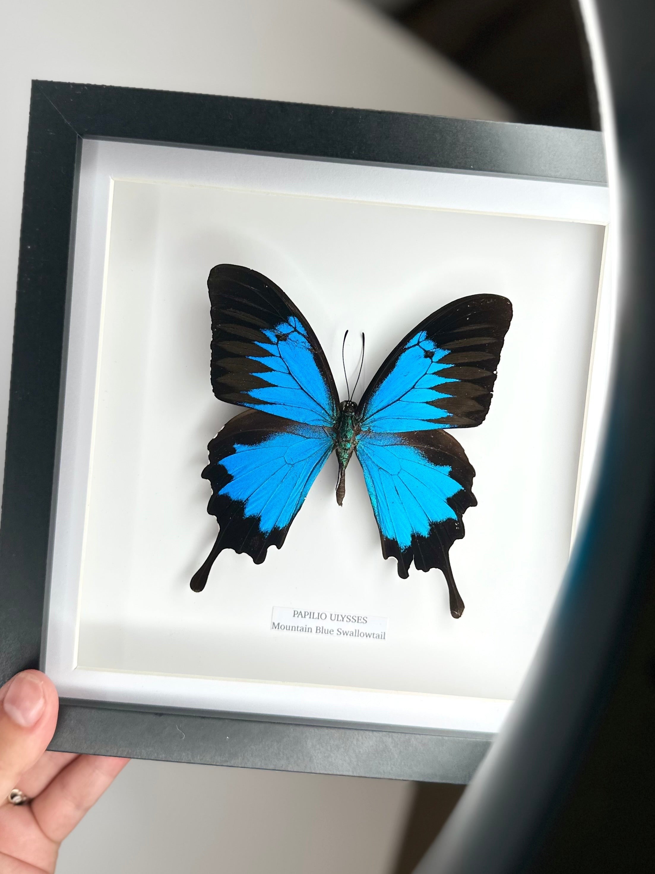Mountain Blue Swallowtail | Papilio Ulysses | black deep shadow Medium Frame - Taxidermy Entomology Home Decor Framed Natural Art handmade by cuteaholic gifts