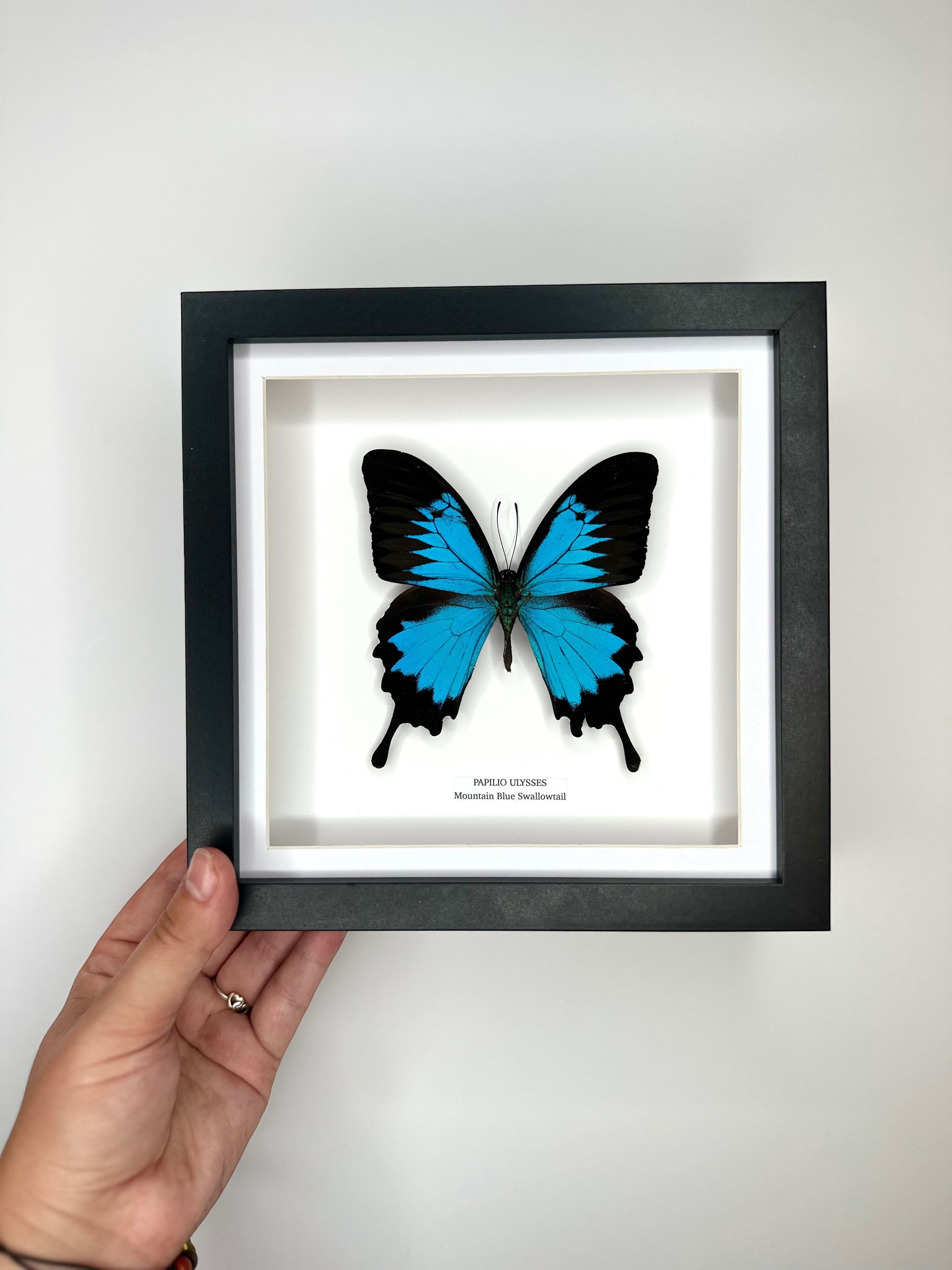 Mountain Blue Swallowtail | Papilio Ulysses | black deep shadow Medium Frame - Taxidermy Entomology Home Decor Framed Natural Art handmade by cuteaholic gifts