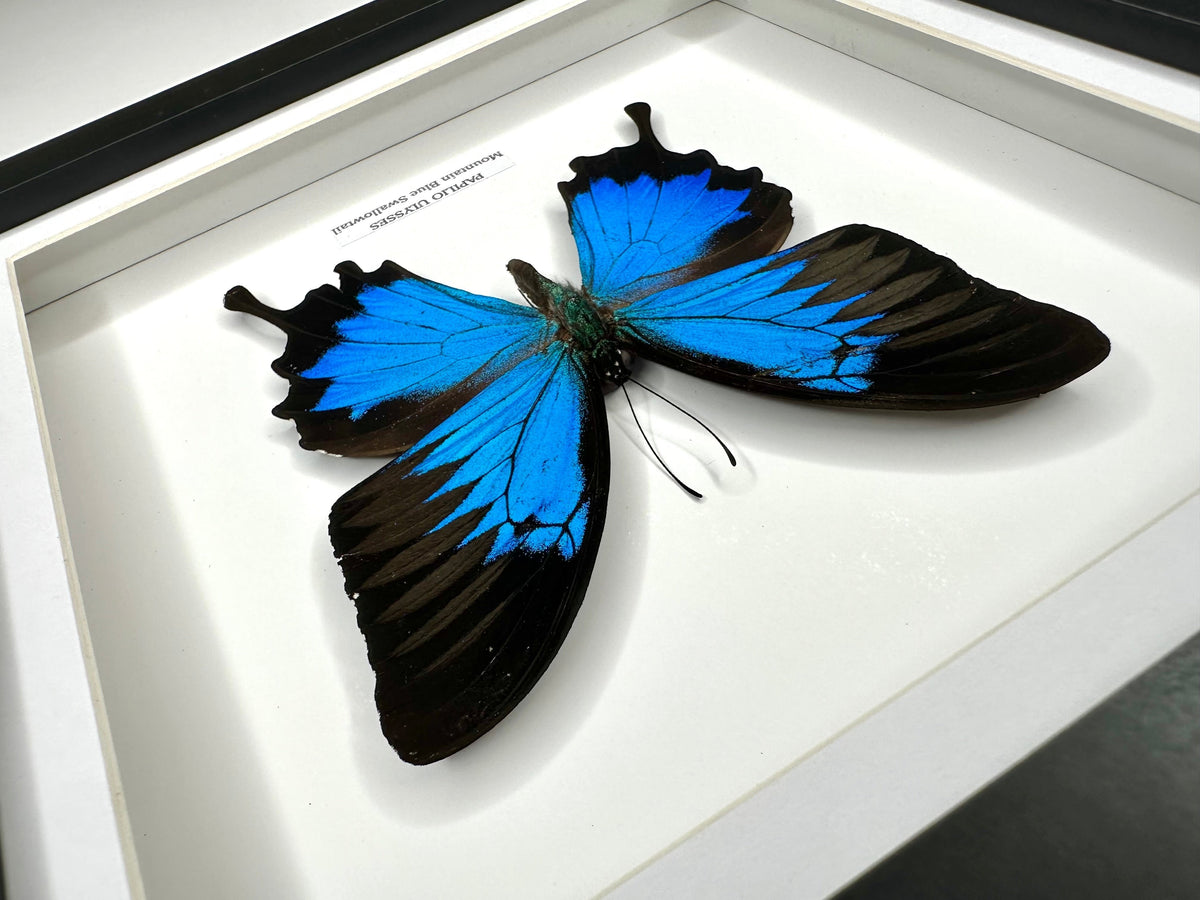 Mountain Blue Swallowtail | Papilio Ulysses | black deep shadow Medium Frame - Taxidermy Entomology Home Decor Framed Natural Art handmade by cuteaholic gifts