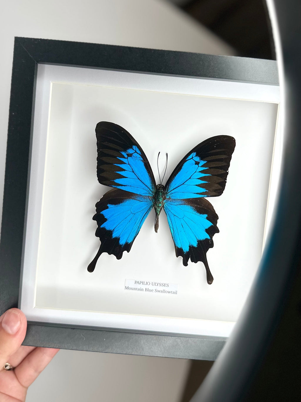 Mountain Blue Swallowtail | Papilio Ulysses | black deep shadow Medium Frame - Taxidermy Entomology Home Decor Framed Natural Art handmade by cuteaholic gifts