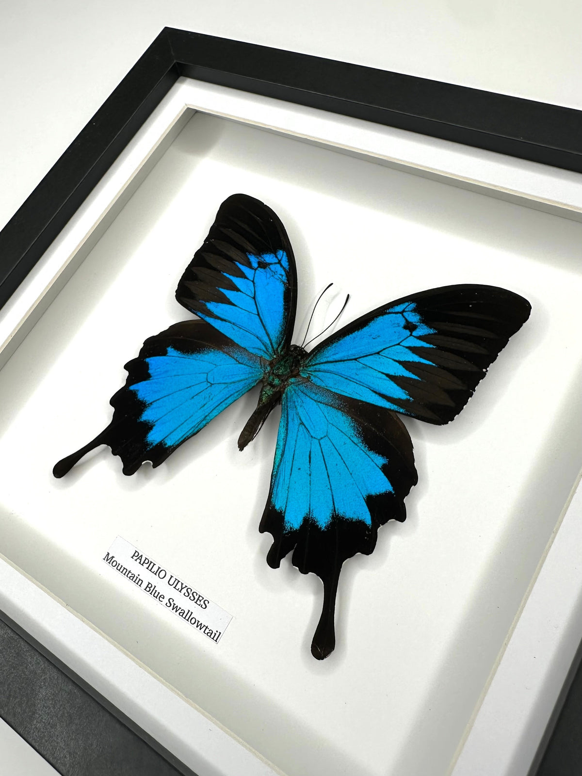 Mountain Blue Swallowtail | Papilio Ulysses | black deep shadow Medium Frame - Taxidermy Entomology Home Decor Framed Natural Art handmade by cuteaholic gifts
